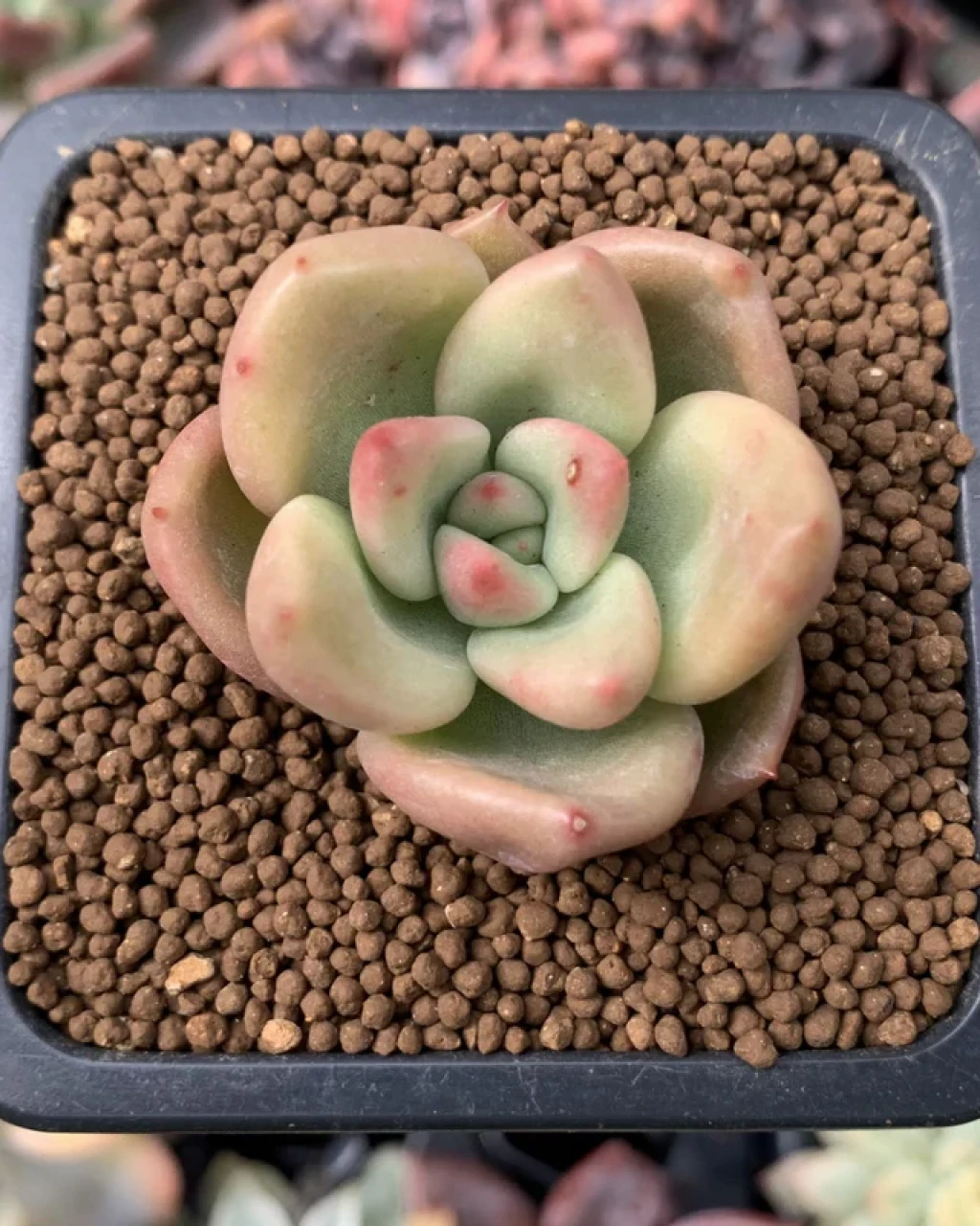 Echeveria 'Avocado Cream'