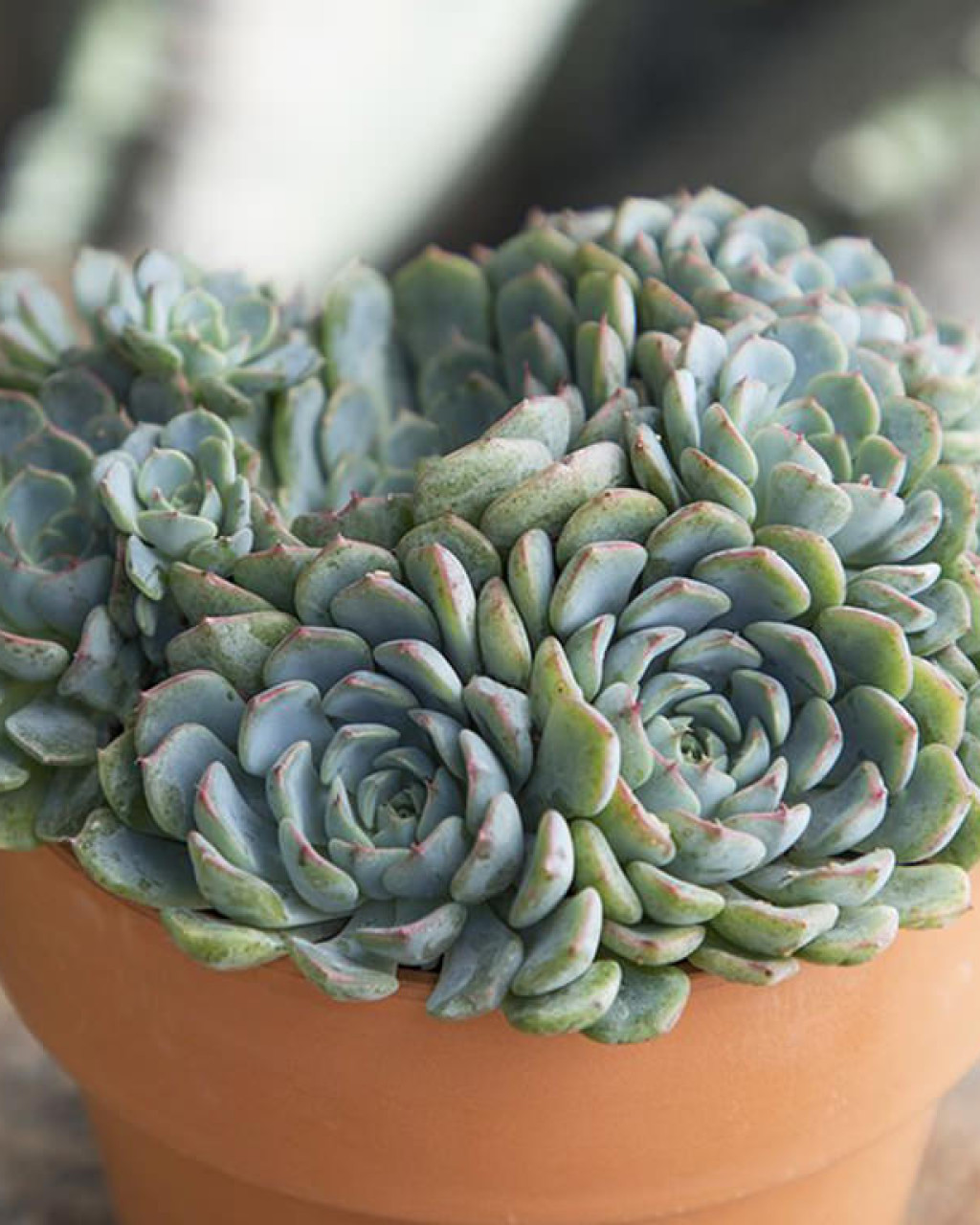Echeveria 'Azulita'