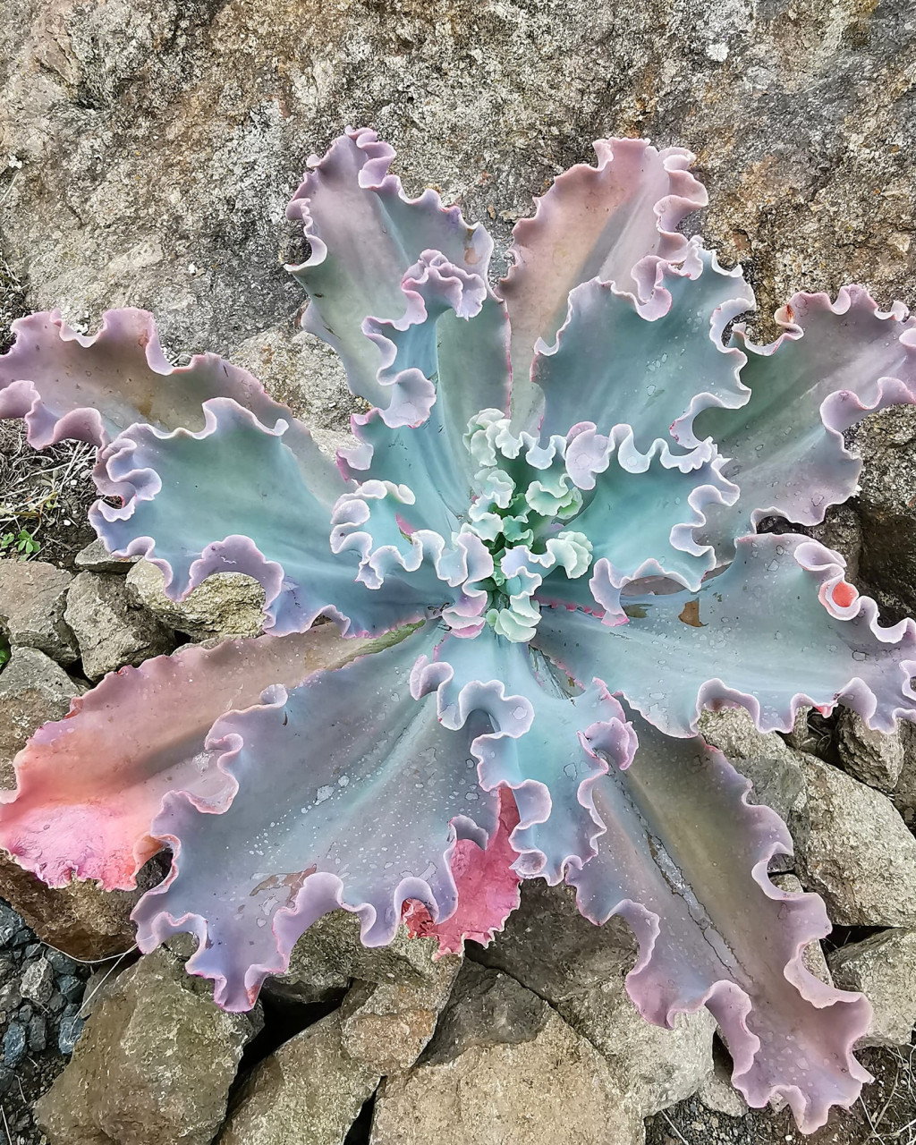 Echeveria 'Ballerina'