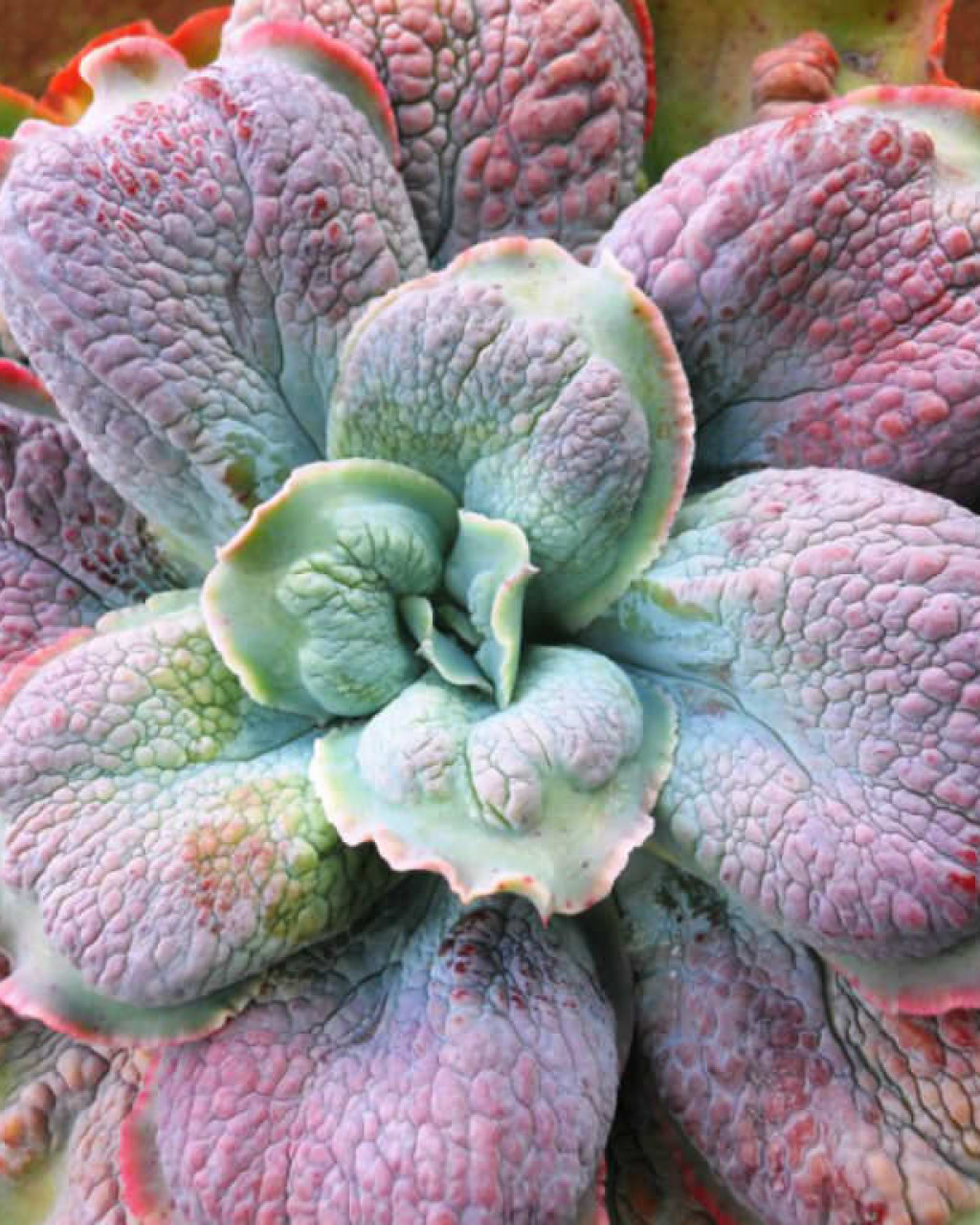 Echeveria 'Barbillion'