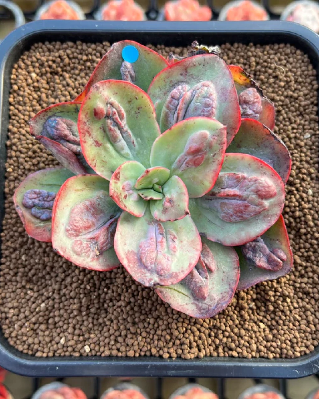 Echeveria 'Baron Bold'