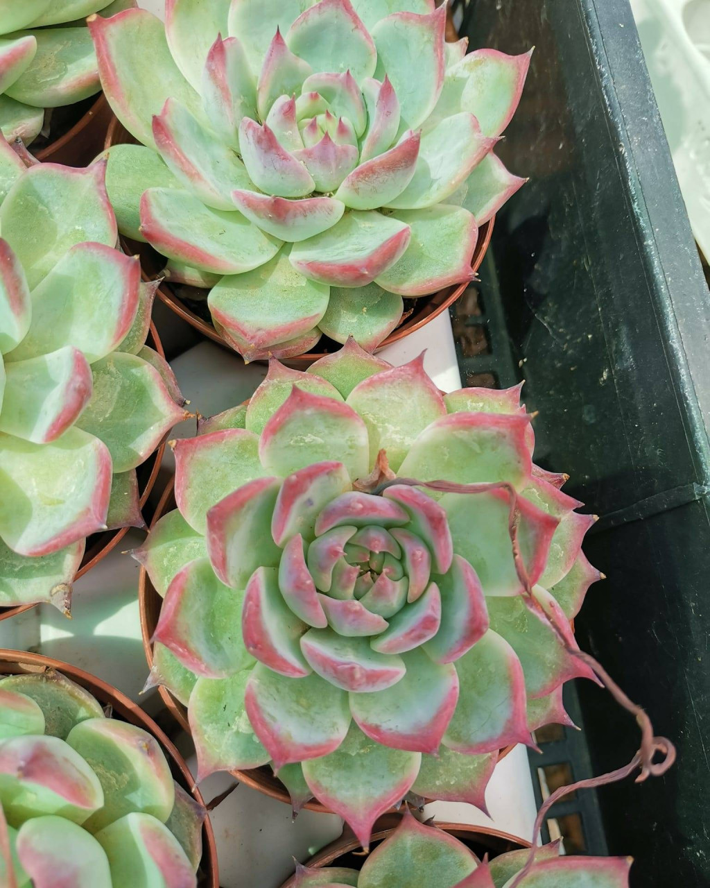 Echeveria 'Beatrice'