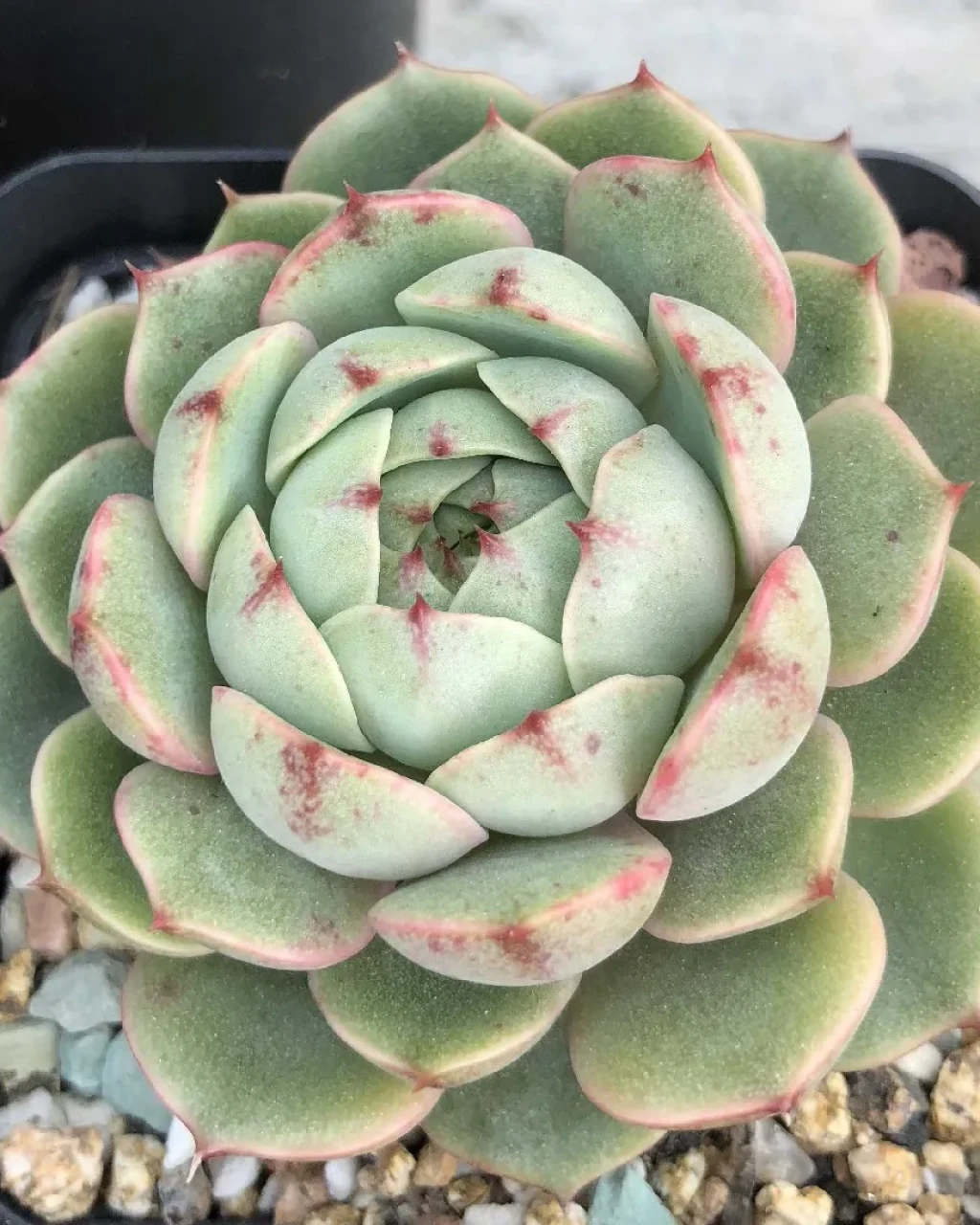 Echeveria 'Ben Badis'