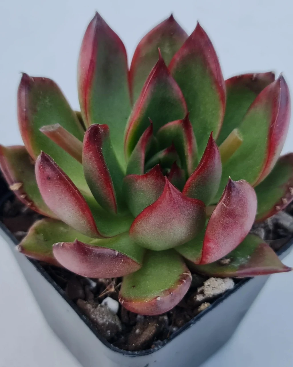 Echeveria 'Benimusume'