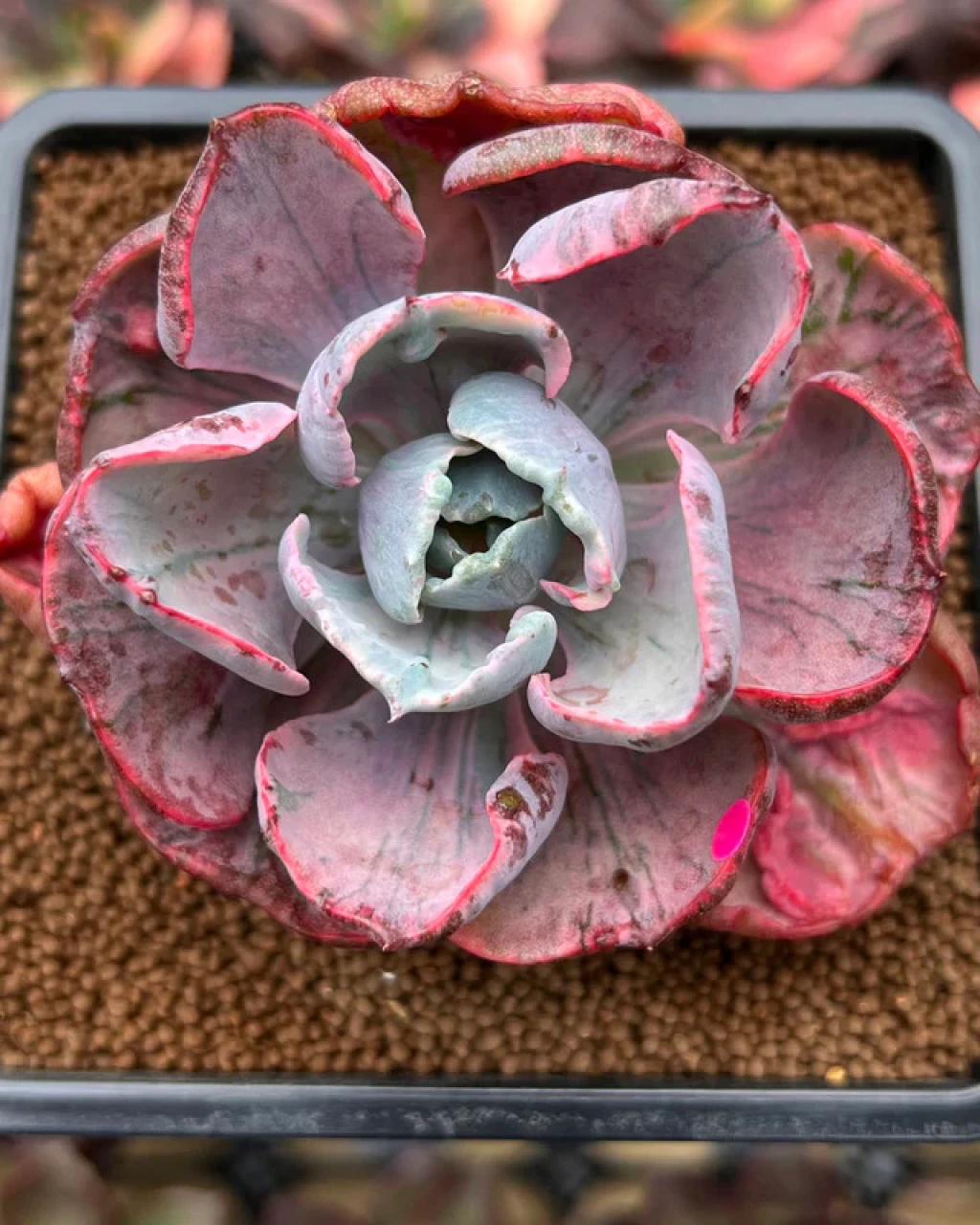 Echeveria 'Beyonce Rainbow'