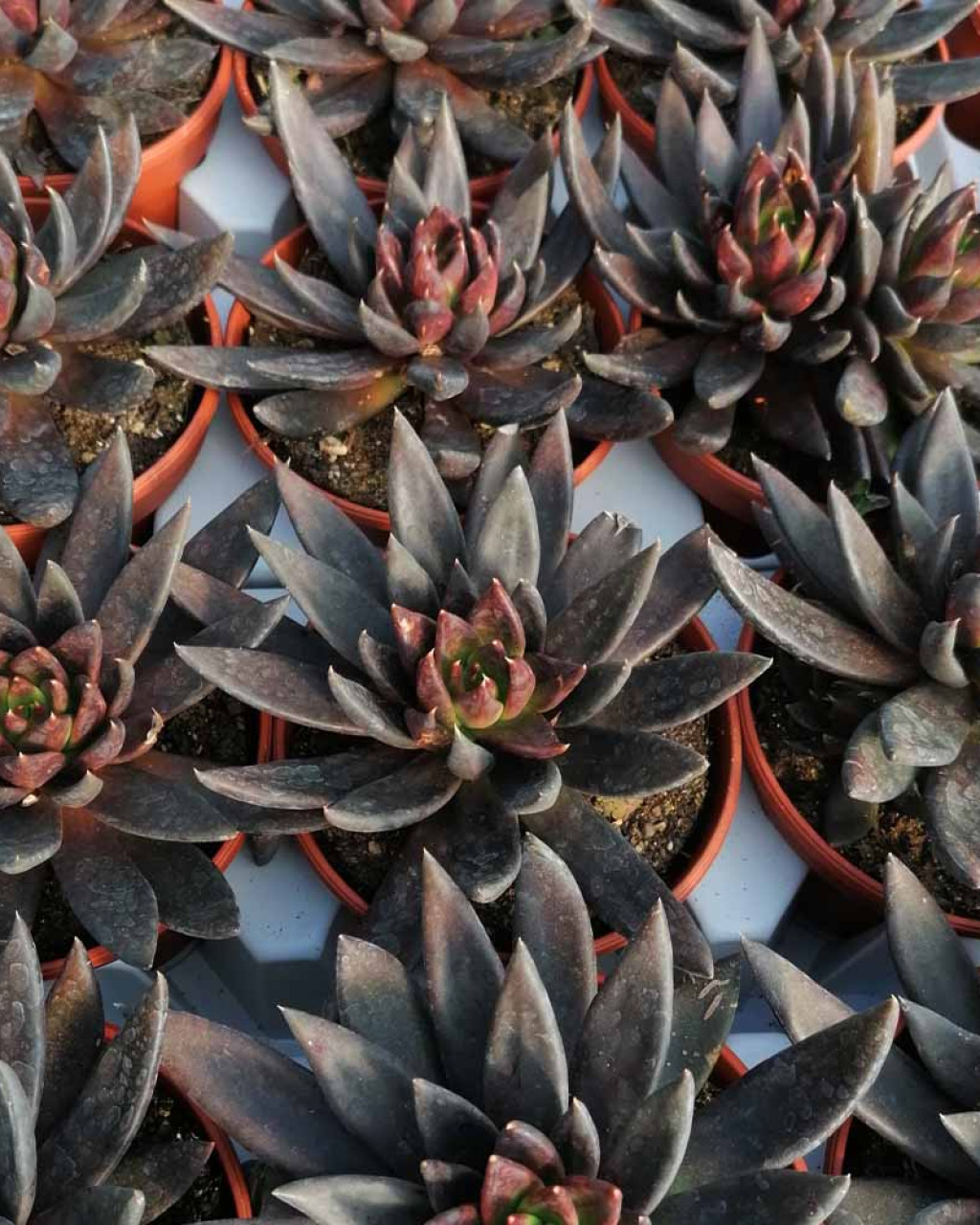 Echeveria 'Black Knight'