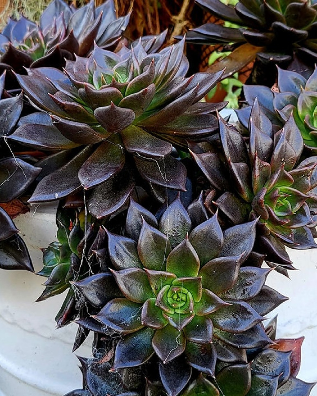 Echeveria 'Black Prince'