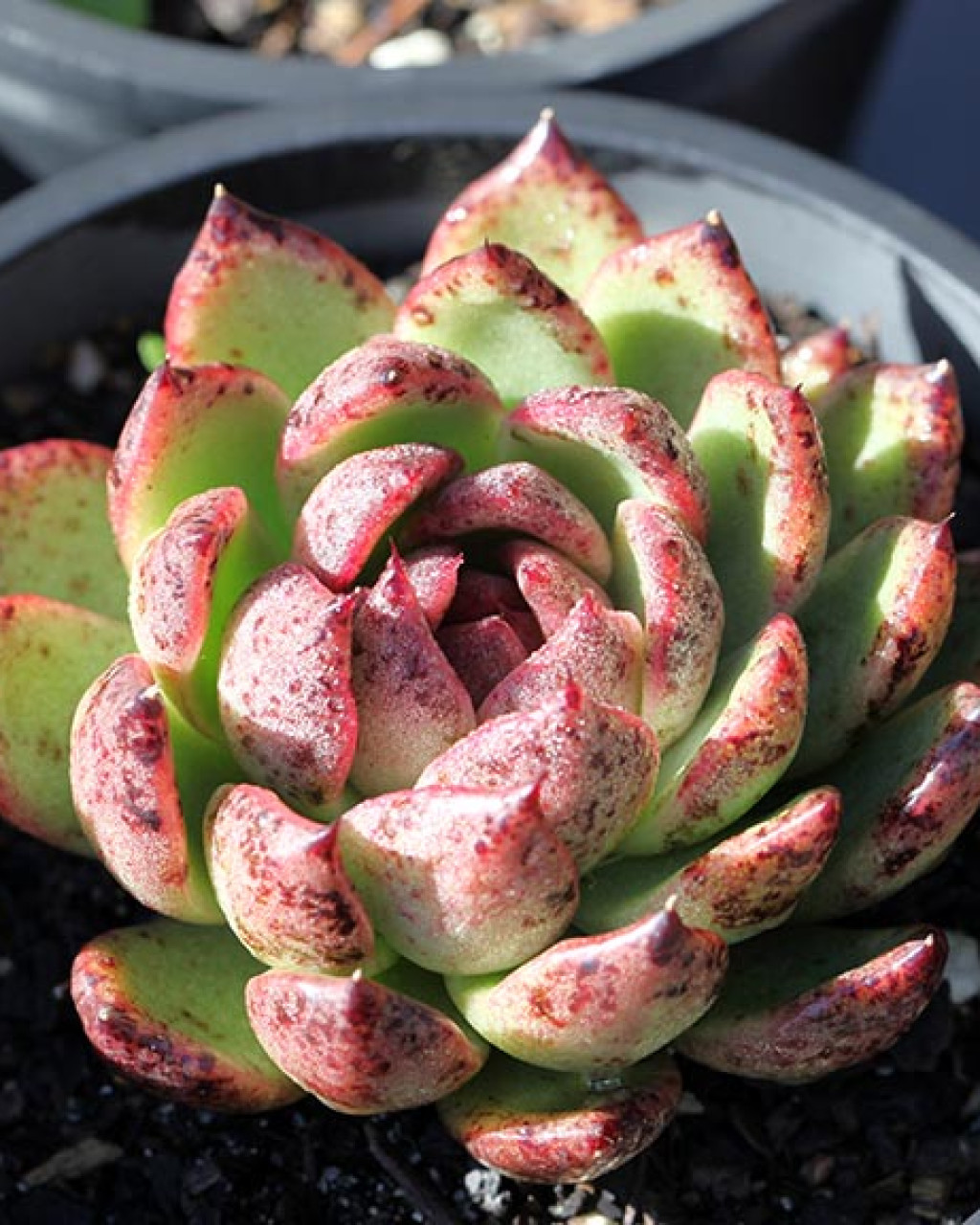 Echeveria 'Blood Maria'