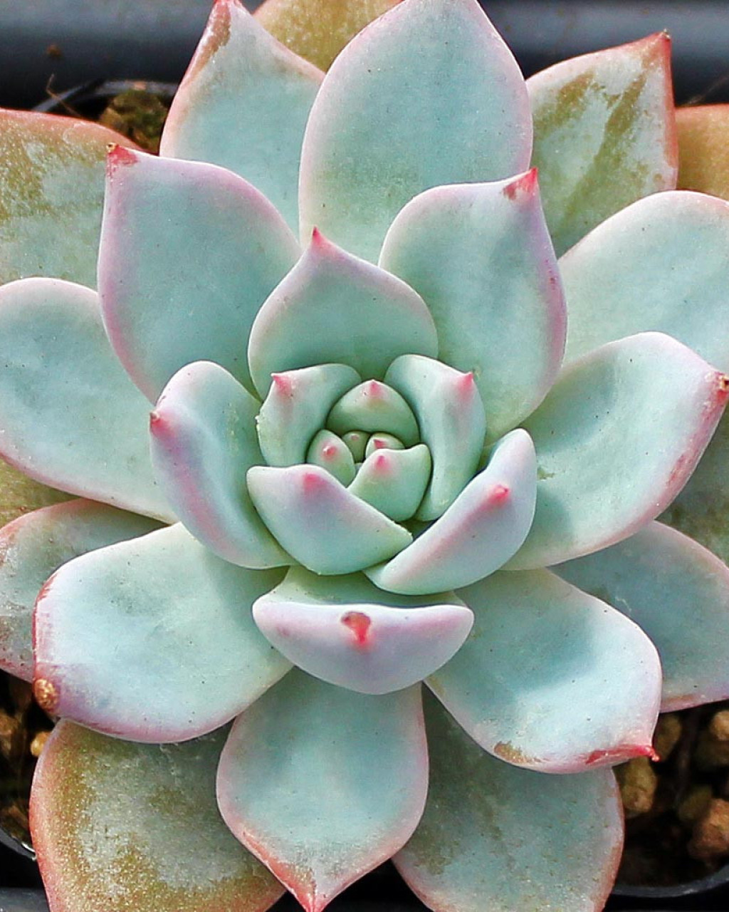 Echeveria 'Blue Bird'