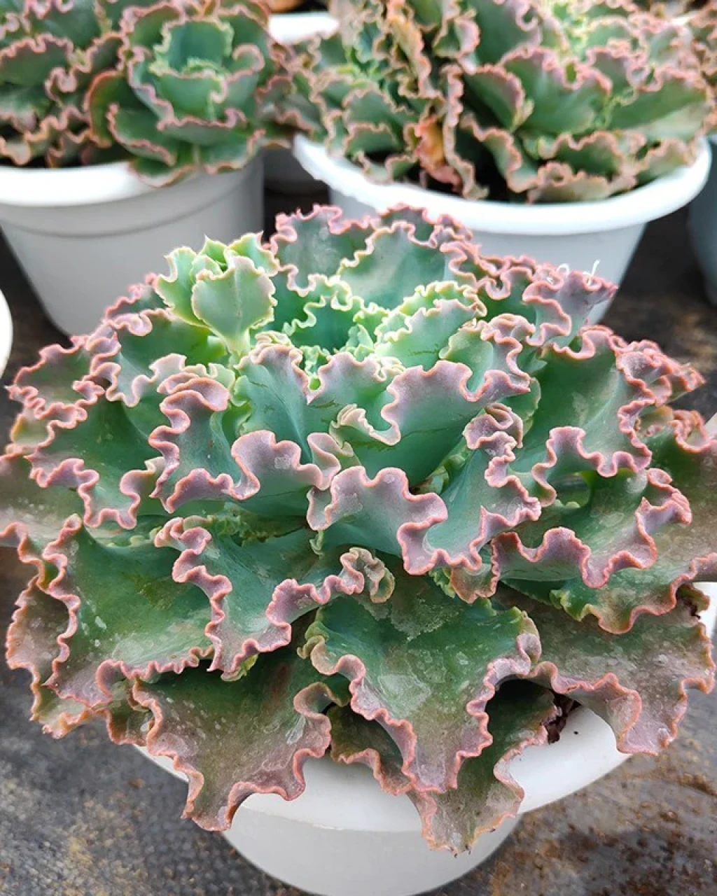 Echeveria 'Blue Curls'