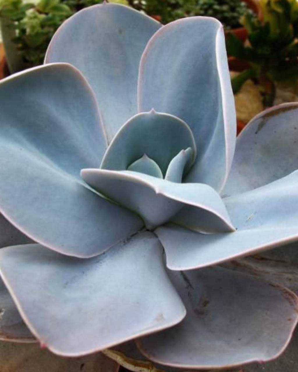 Echeveria 'Blue Dude'