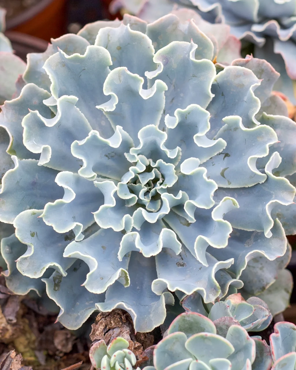 Echeveria 'Blue Frills'