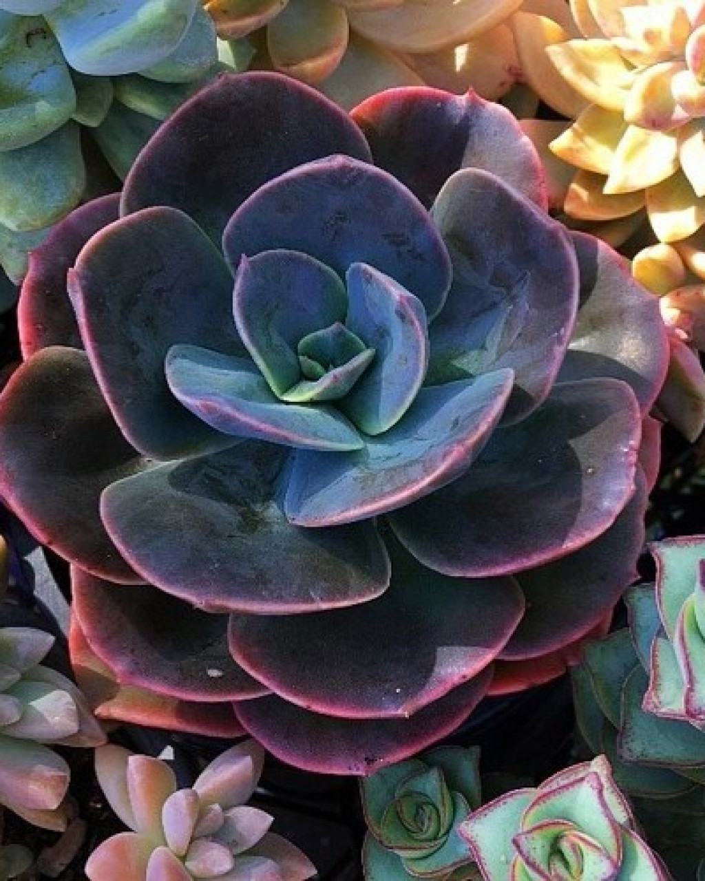 Echeveria 'Blue Metal'