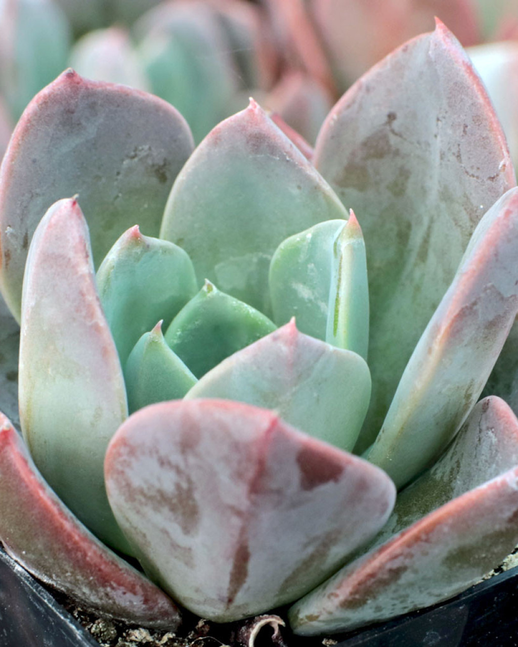 Echeveria 'Blue Prince'