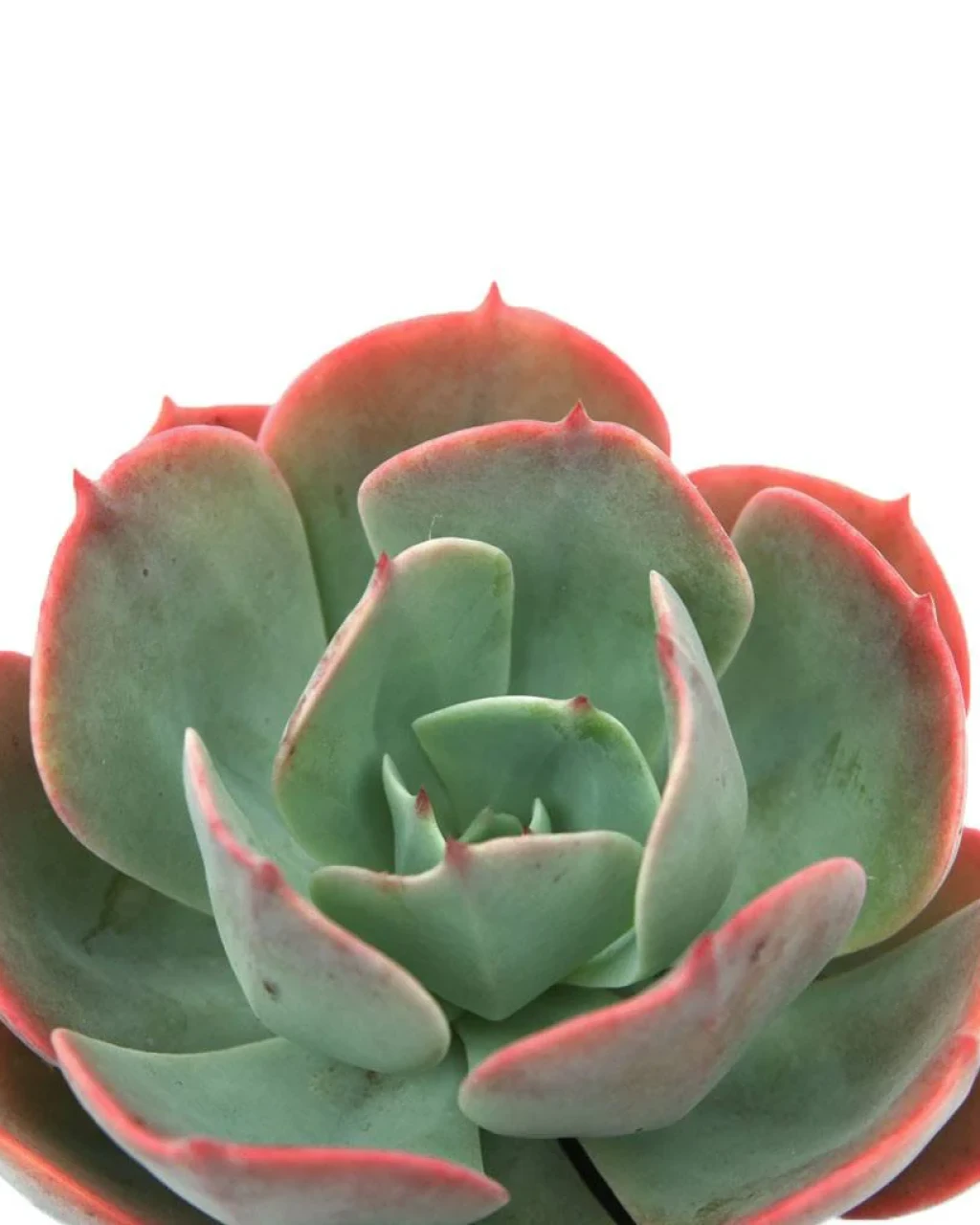 Echeveria 'Blue Sky'