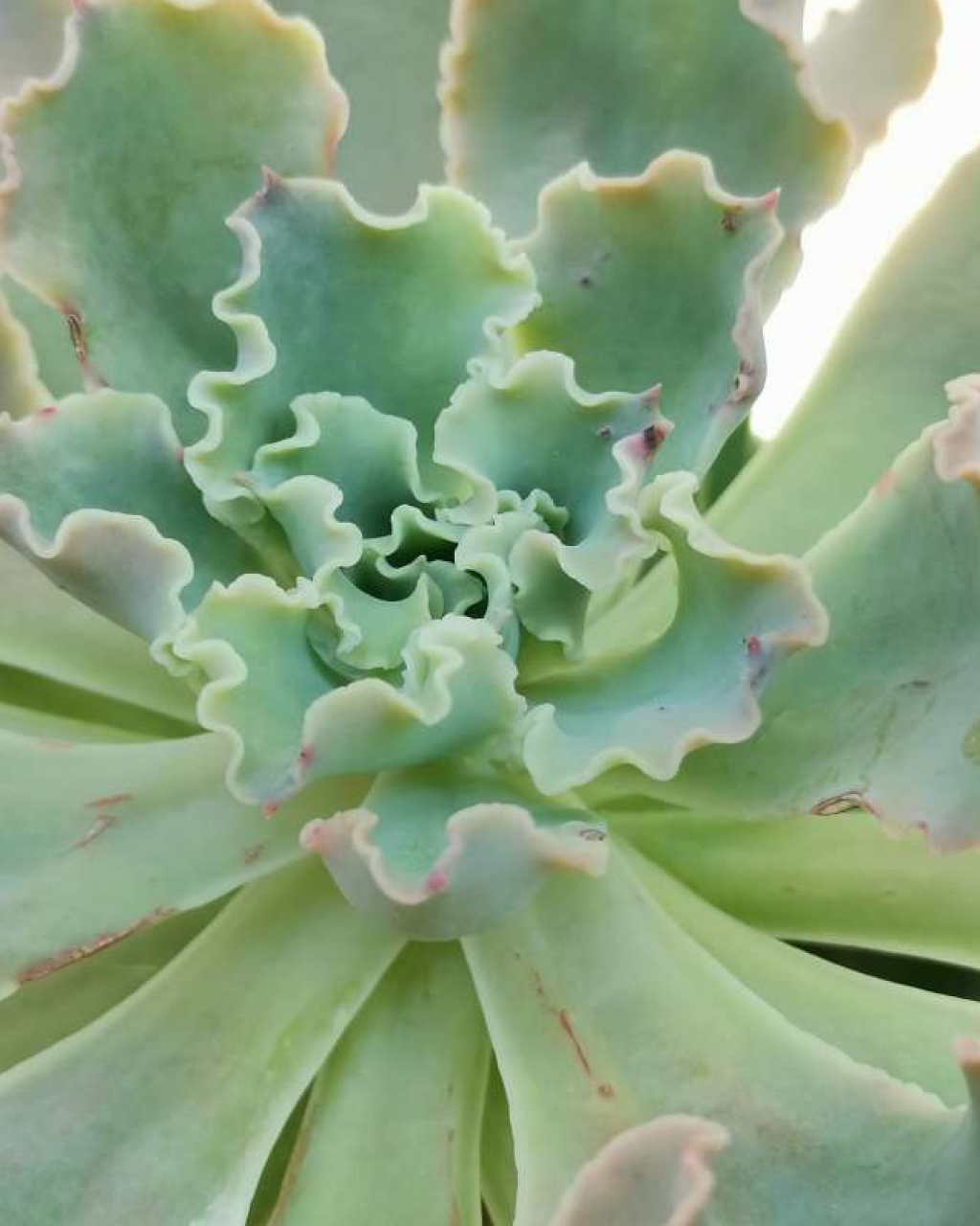 Echeveria 'Blue Waves'