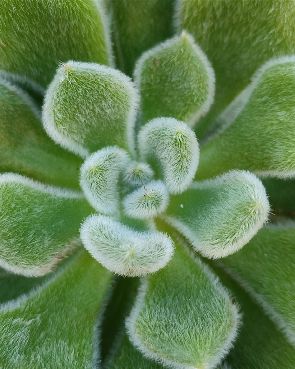 Echeveria 'Bombycina'