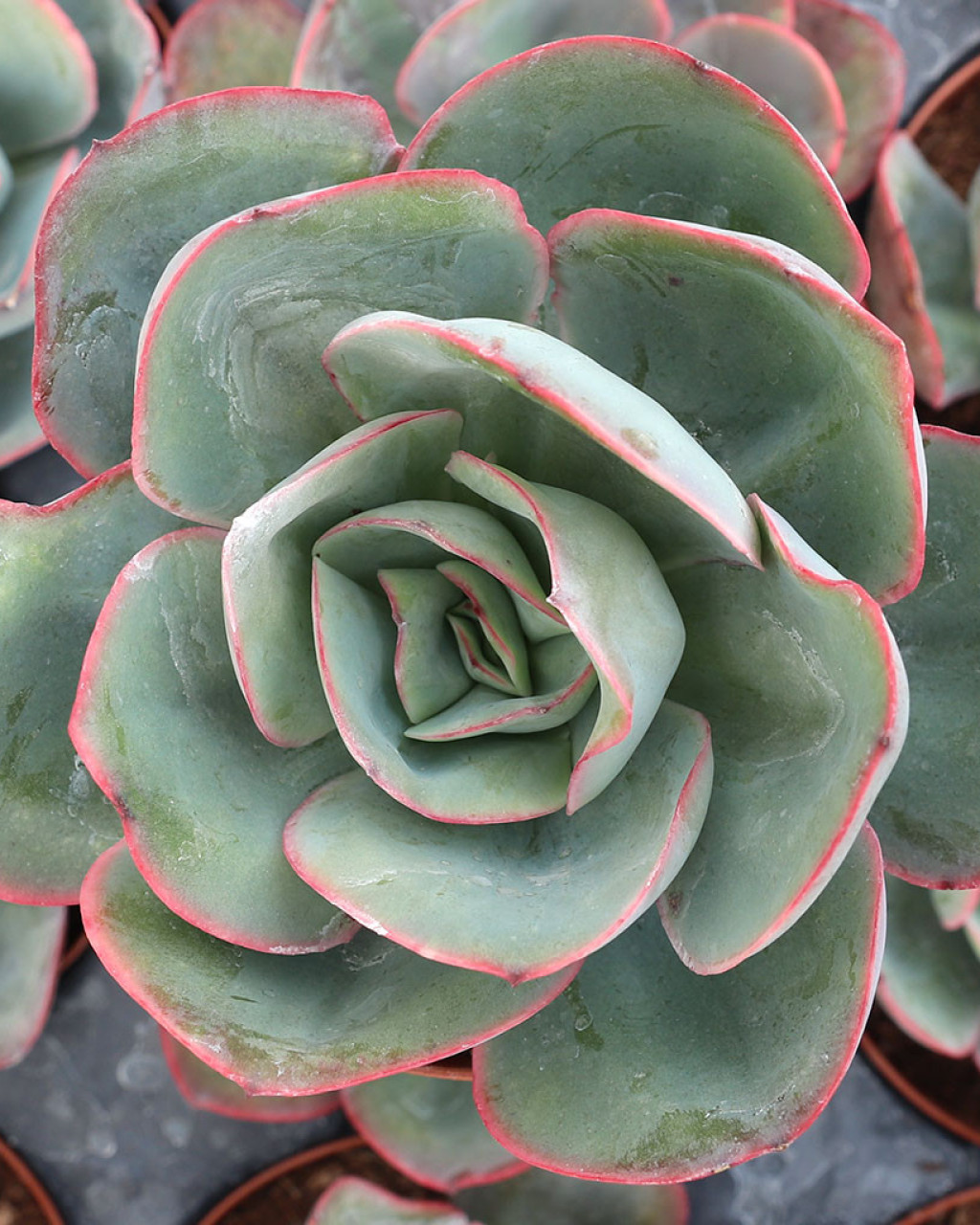 Echeveria 'Briar Rose'
