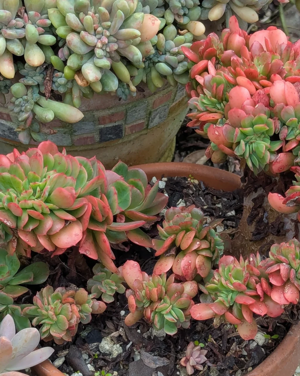 Echeveria 'Briar Rose Cristata'