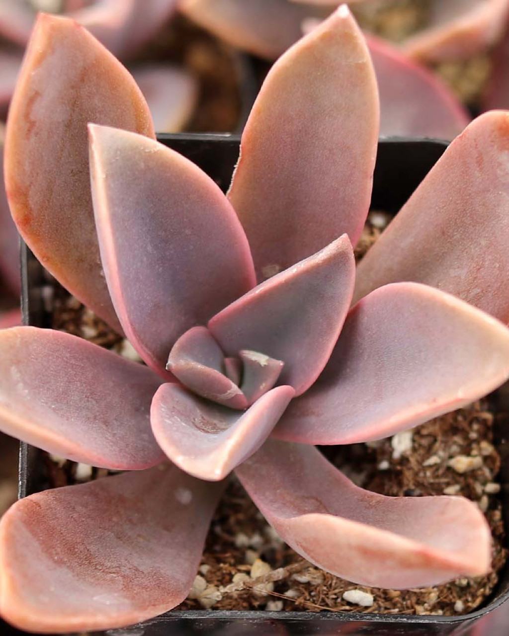Echeveria 'Brown Sugar'