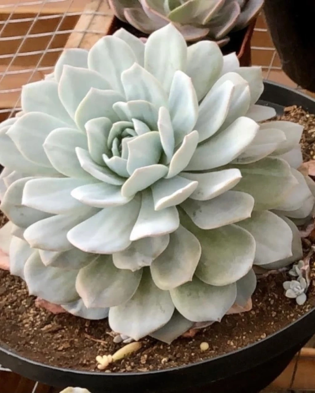 Echeveria 'Caly Argentea'