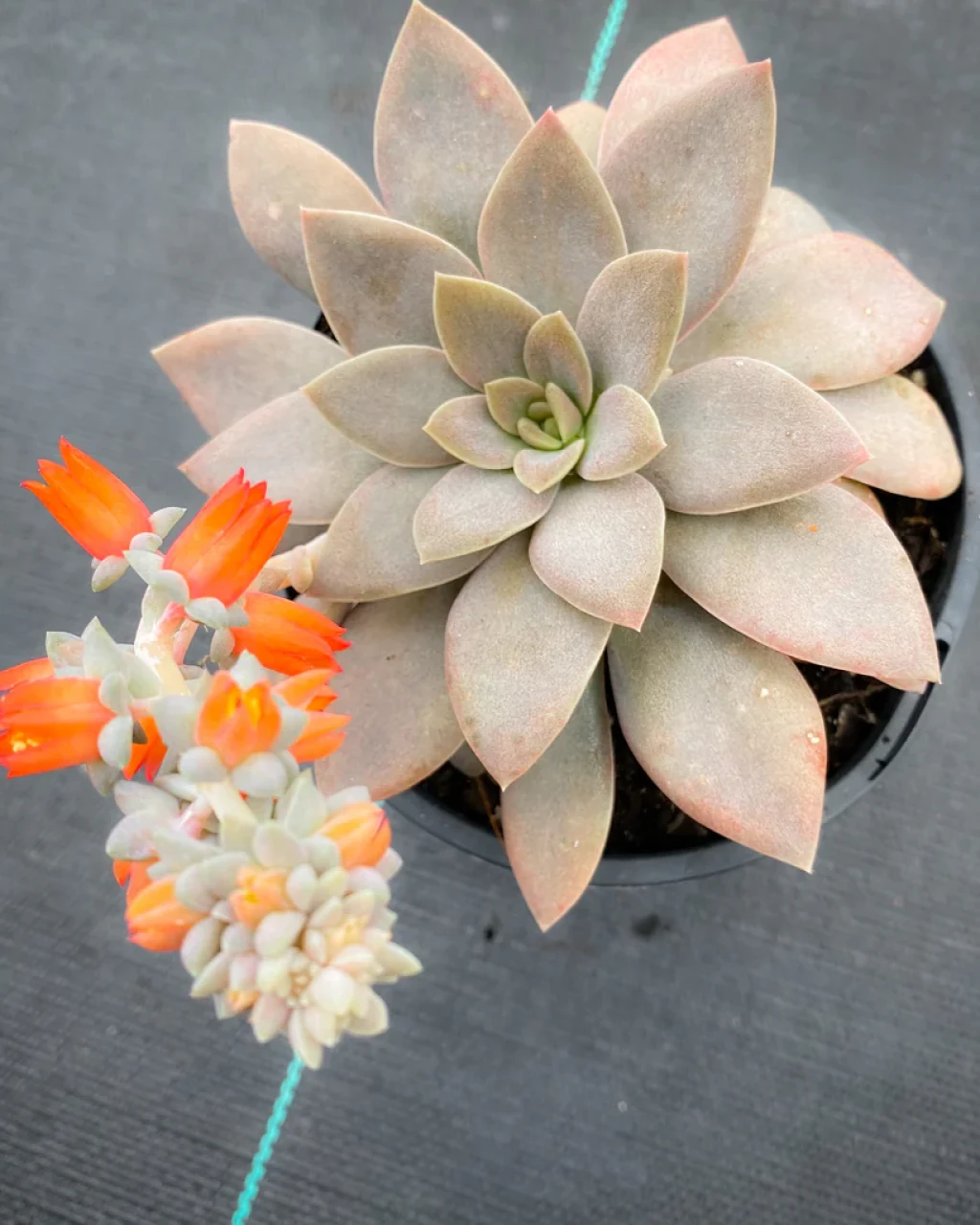 Echeveria carnicolor