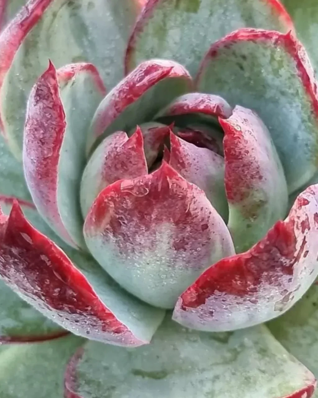 Echeveria 'Casio'