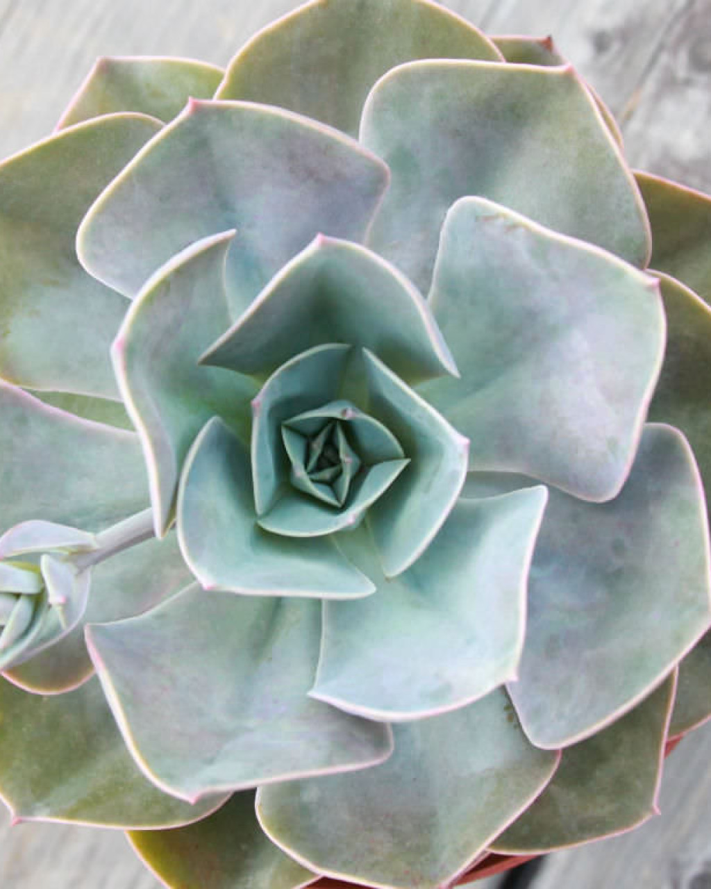 Echeveria 'Cassyz Winter'