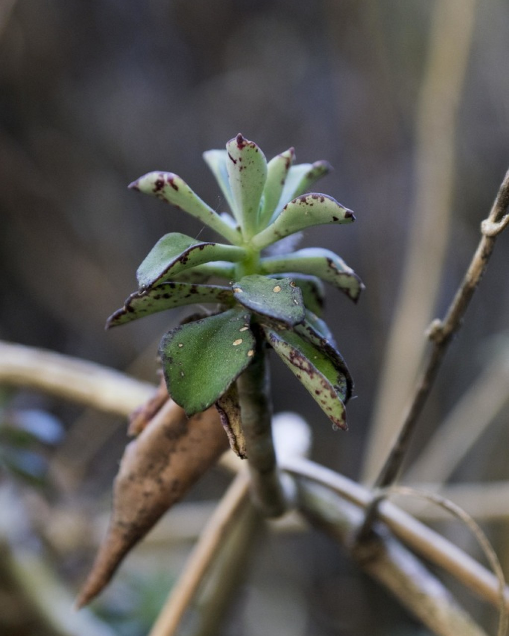 Echeveria chapalensis