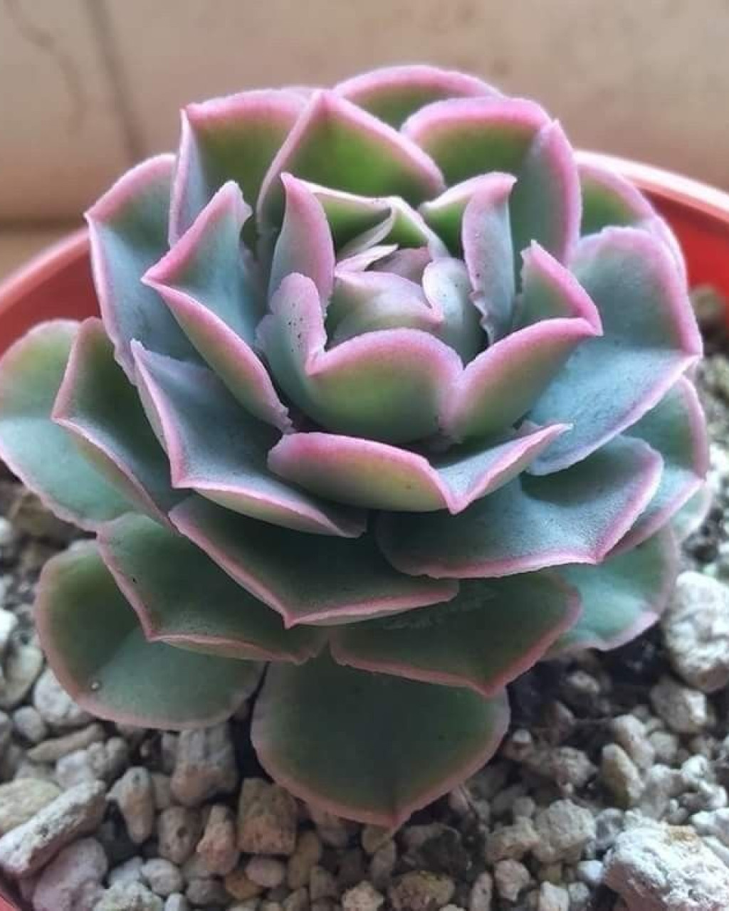 Echeveria chazaroi