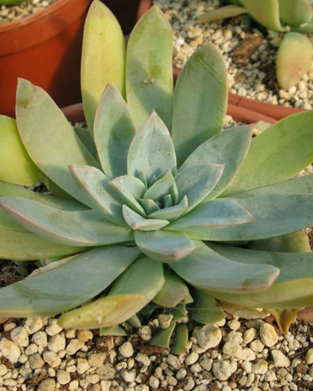 Echeveria chiclensis