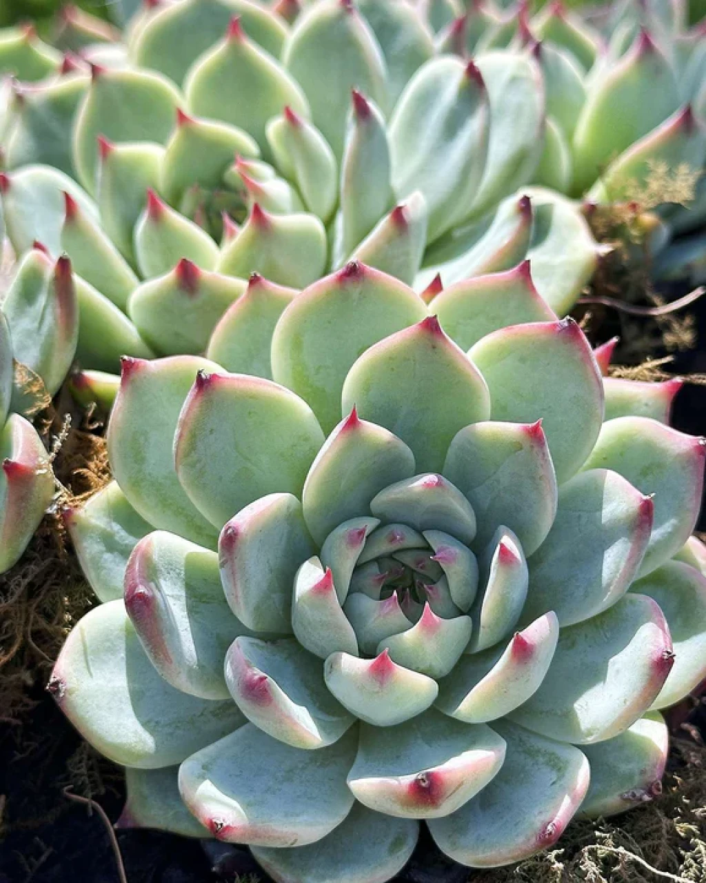 Echeveria chihuahuaensis
