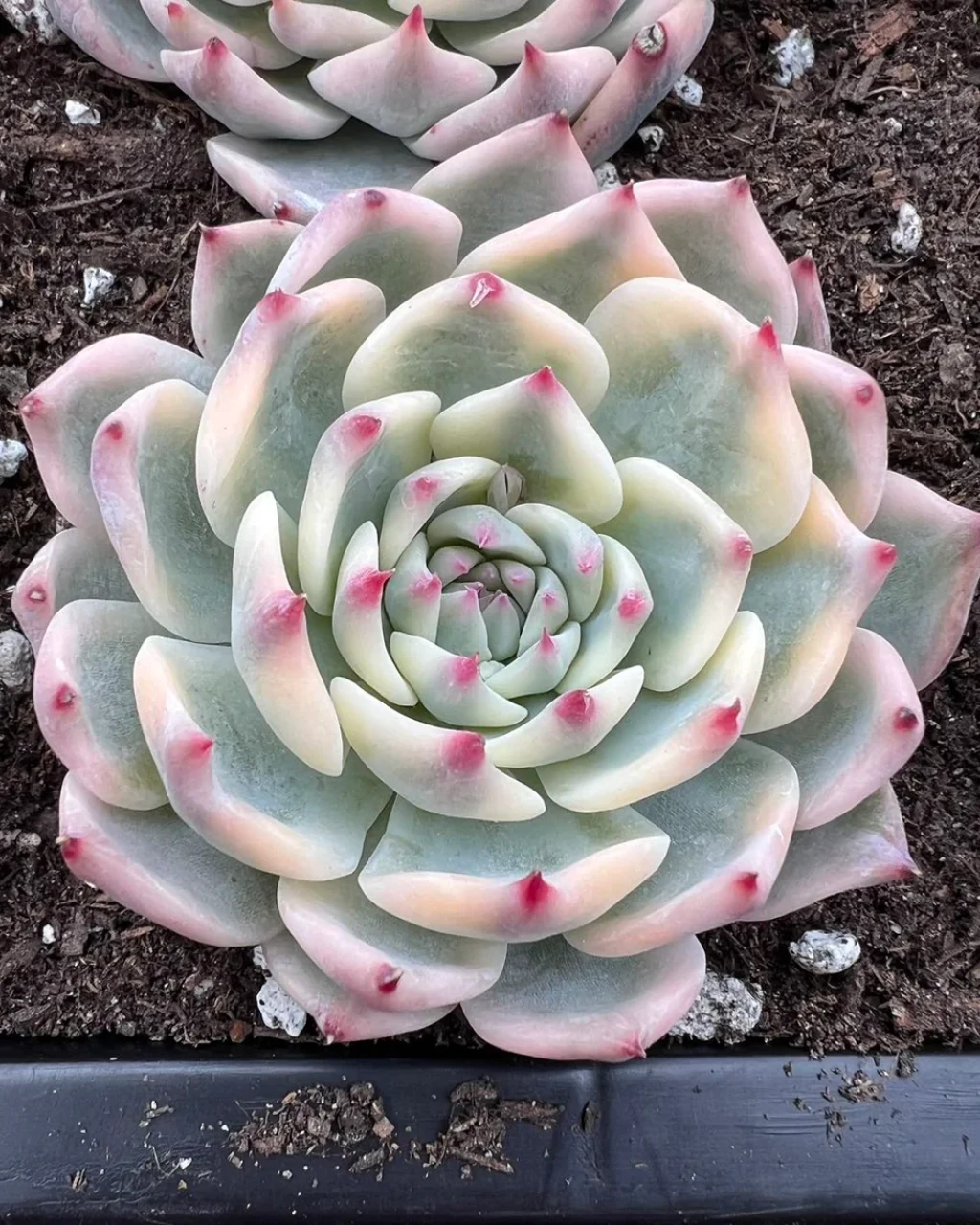 Echeveria chihuahuensis 'Variegata'