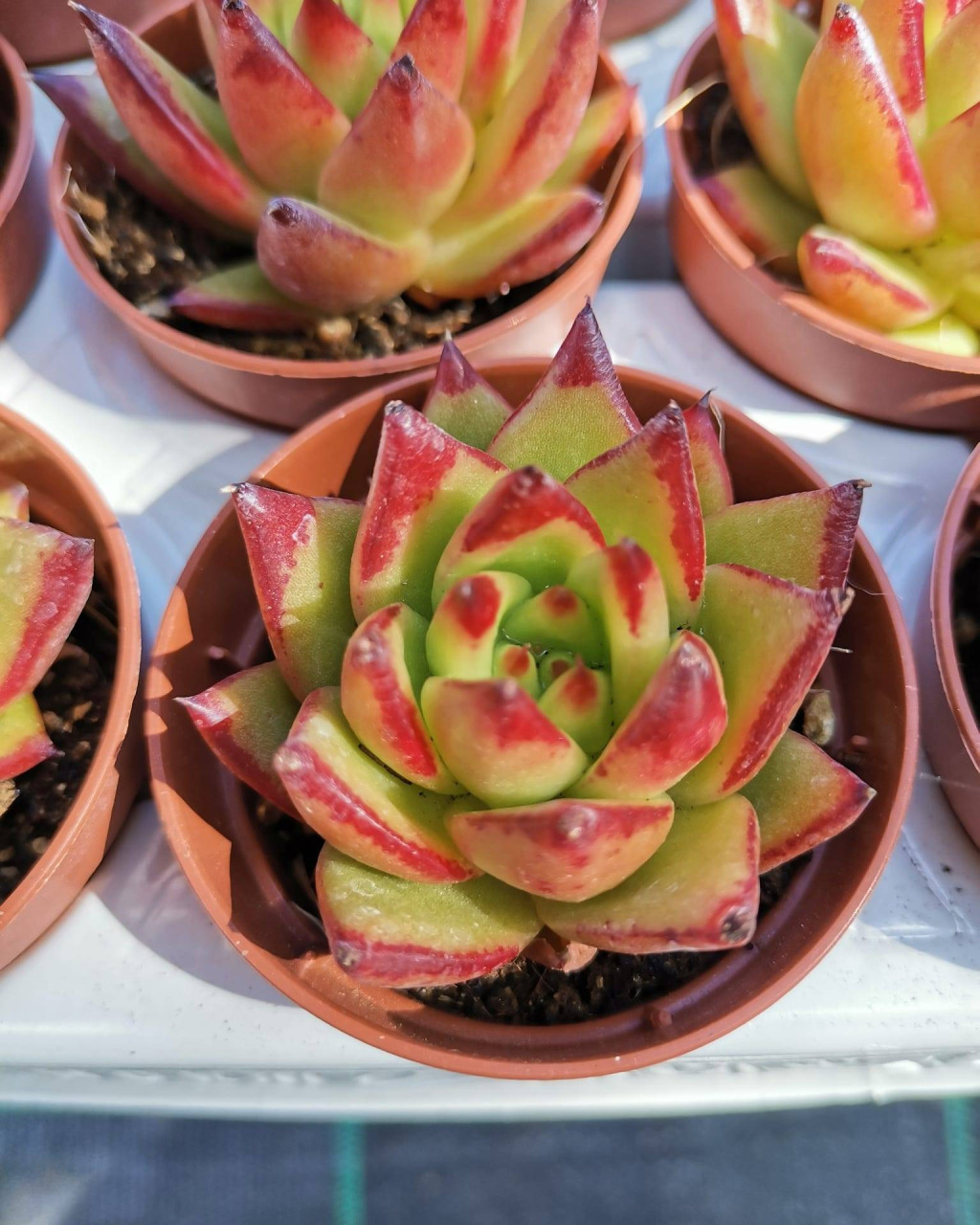 Echeveria 'Christmas'