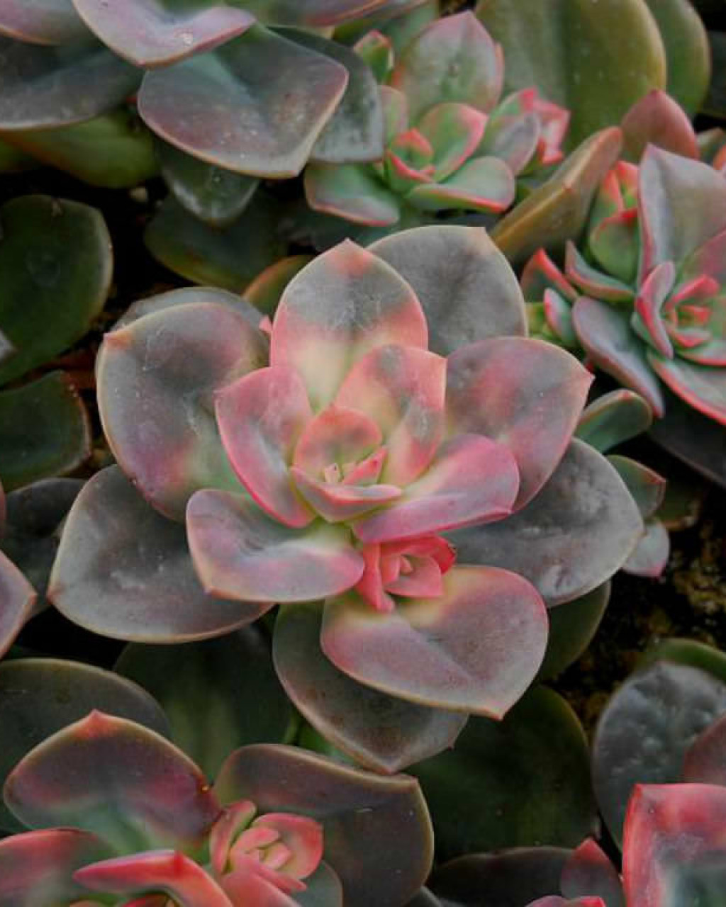 Echeveria 'Chroma'