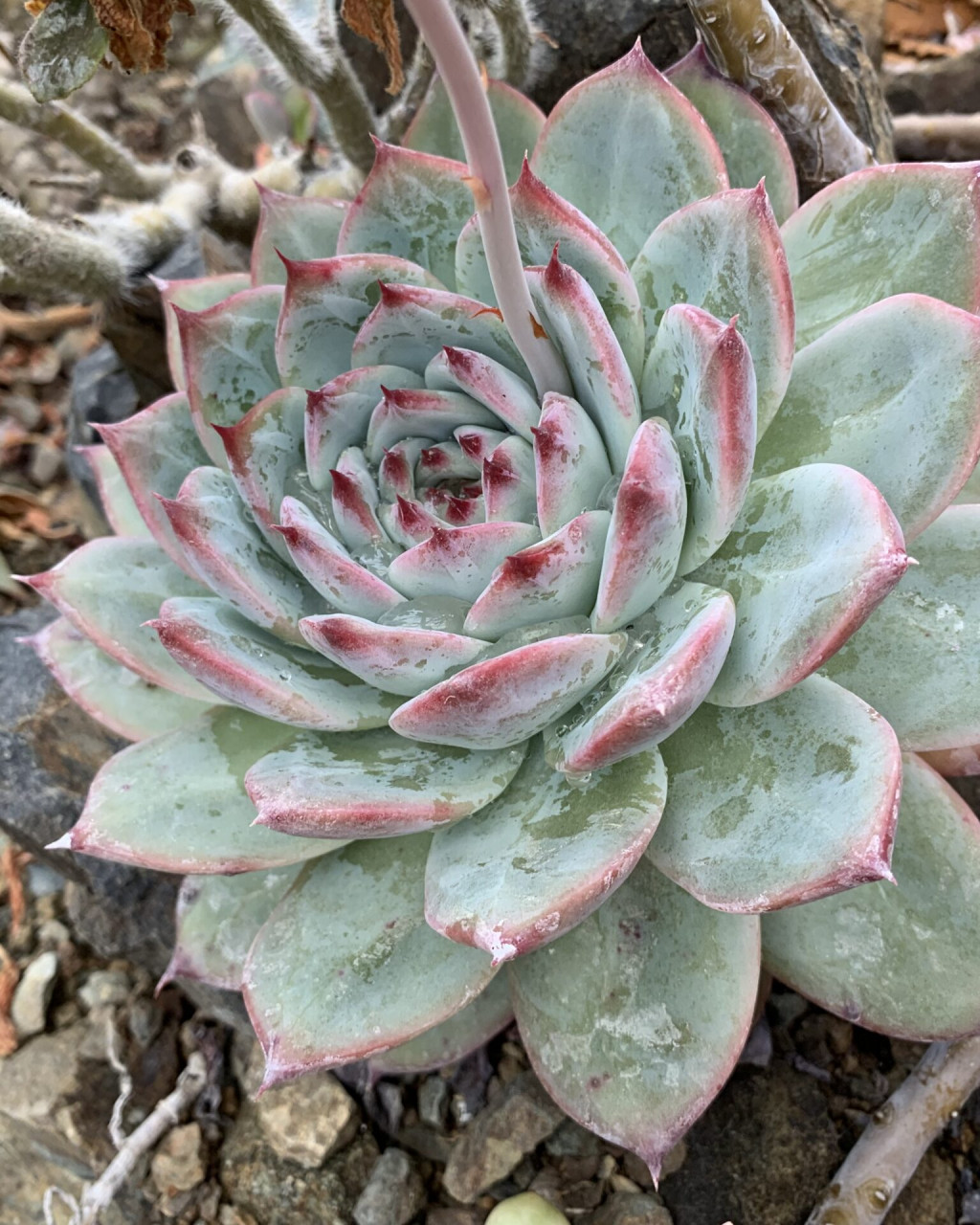 Echeveria colorata