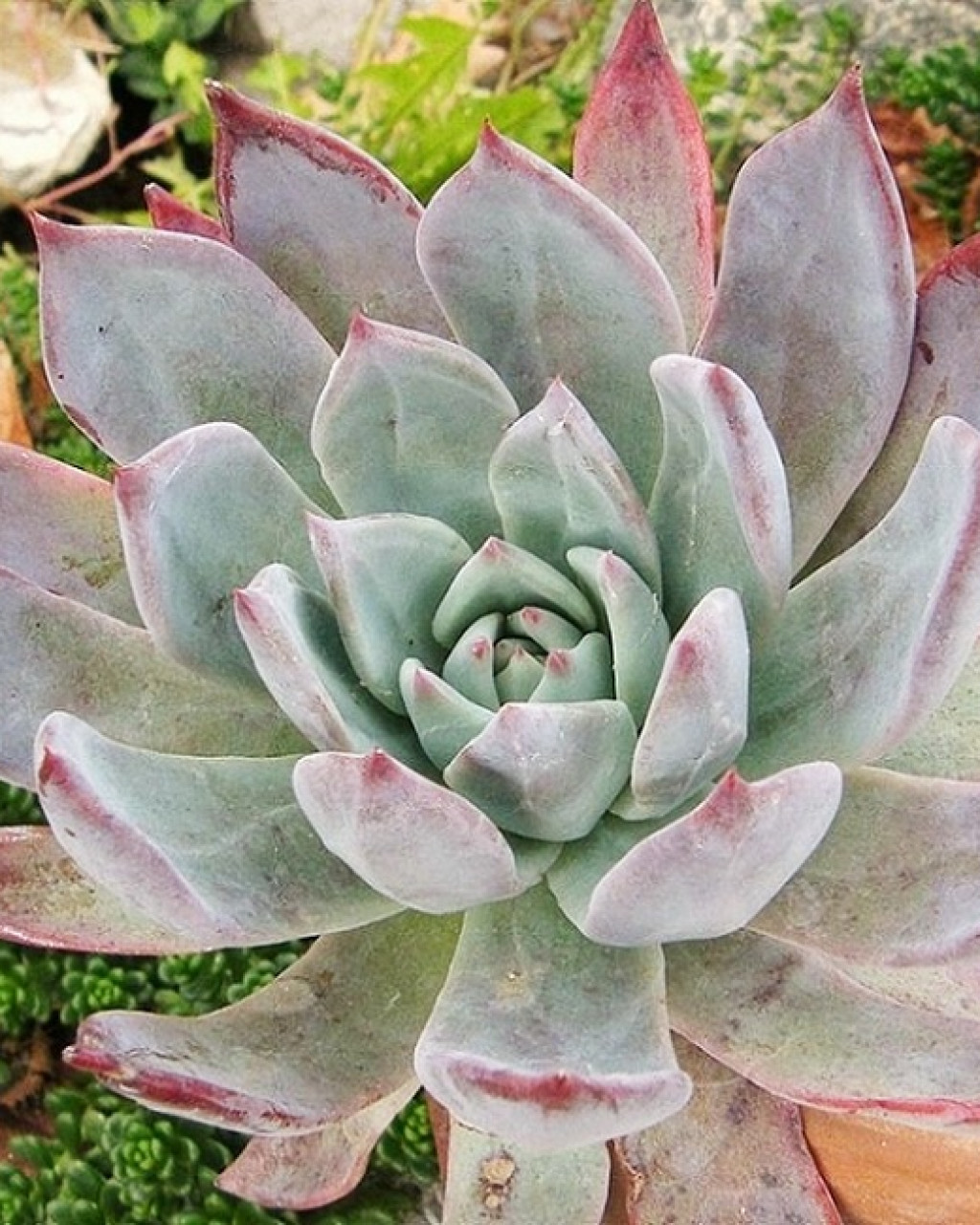 Echeveria colorata f. brandtii
