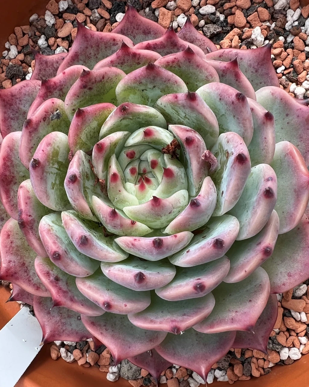 Echeveria colorata 'Haage'