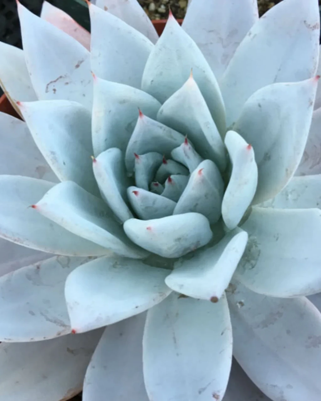 Echeveria colorata 'Mexican Giant'