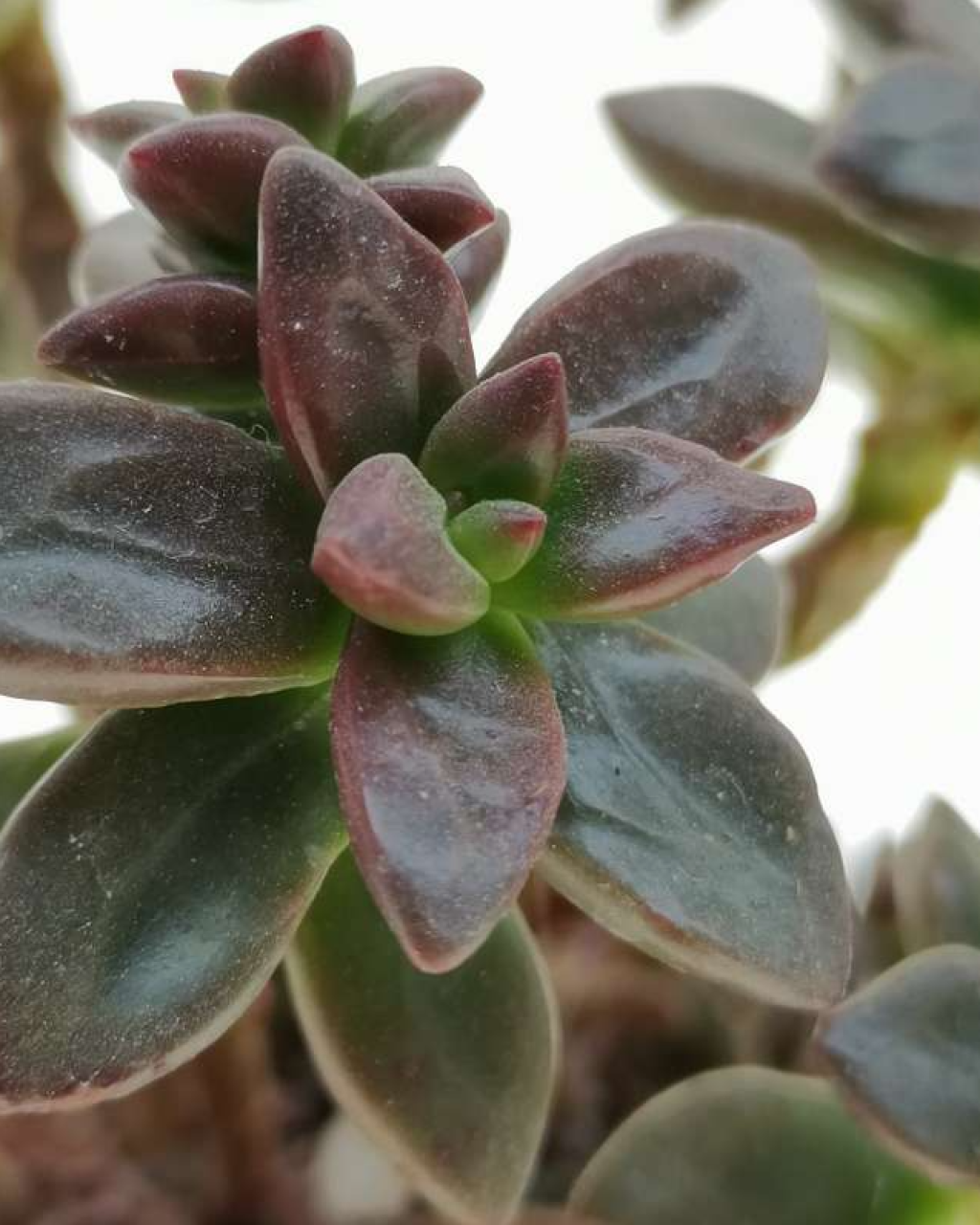 Echeveria compressicaulis