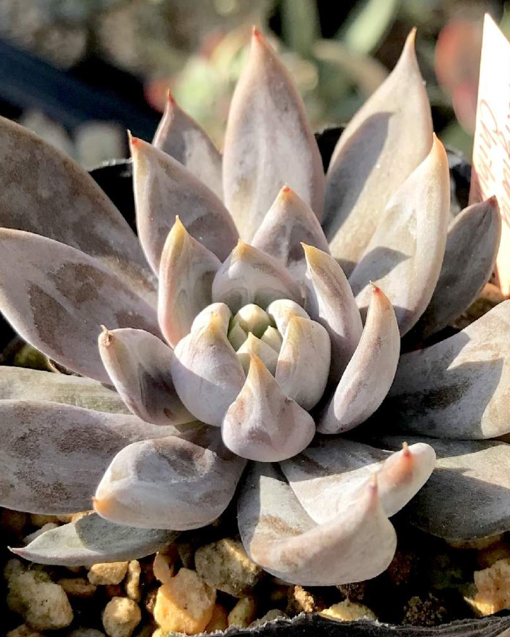Echeveria craigiana