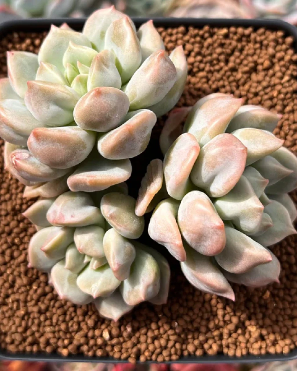 Echeveria 'Cream Puff'