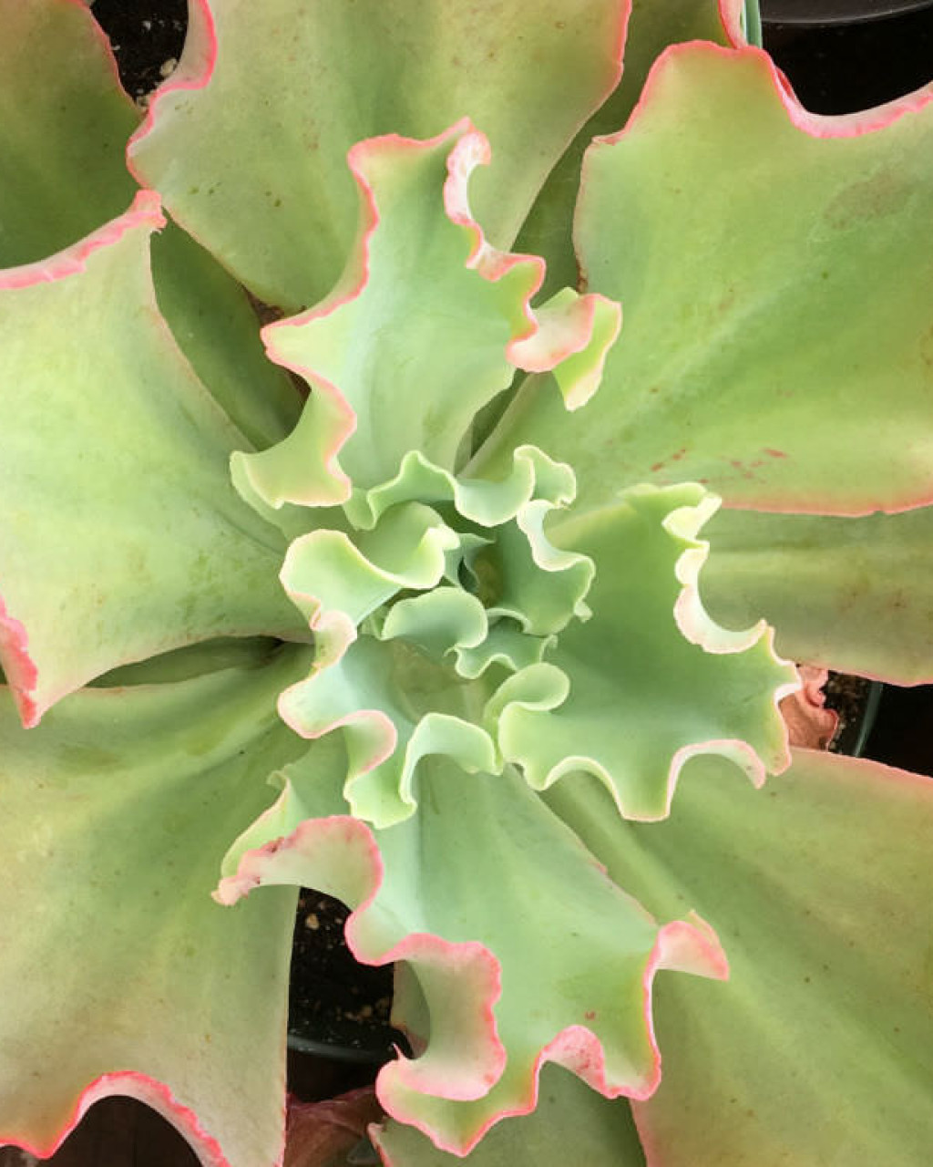 Echeveria crenulata