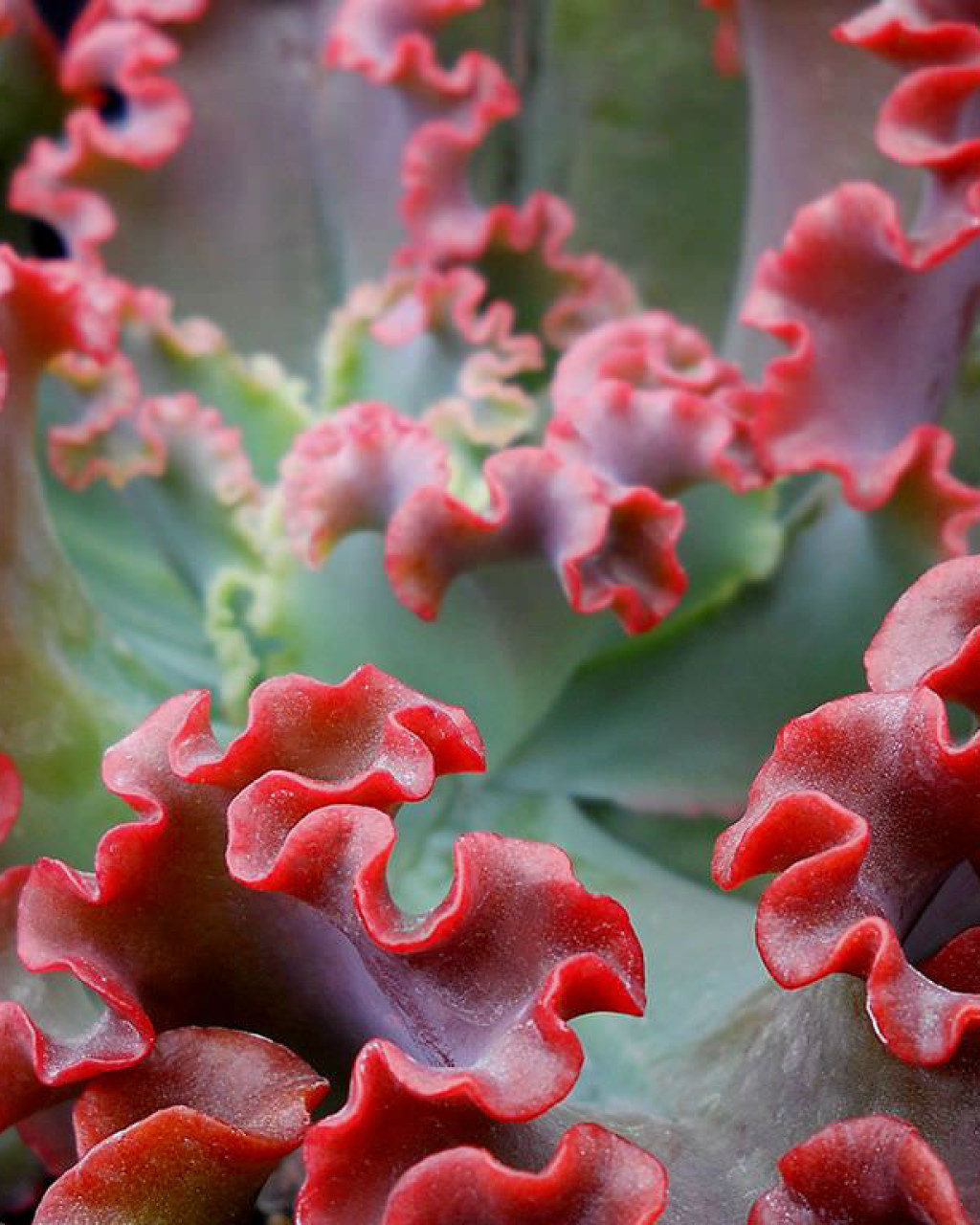 Echeveria 'Crimson Tide'
