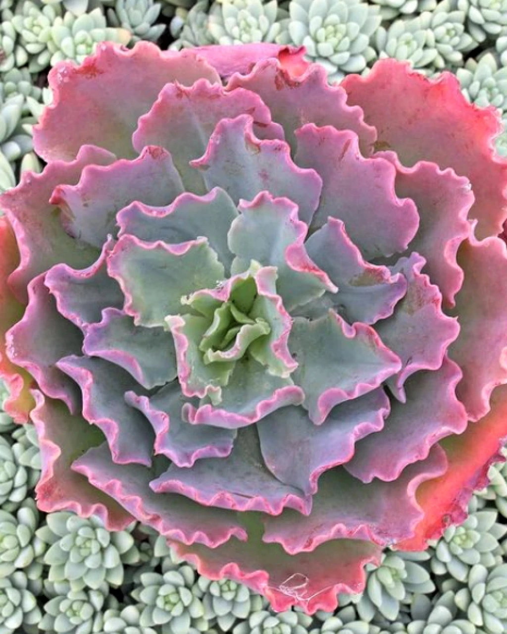 Echeveria 'Crinoline Ruffles'