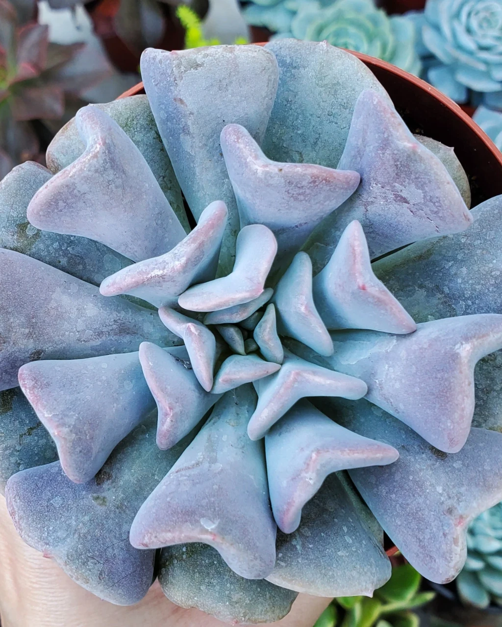 Echeveria 'Cubic Frost'