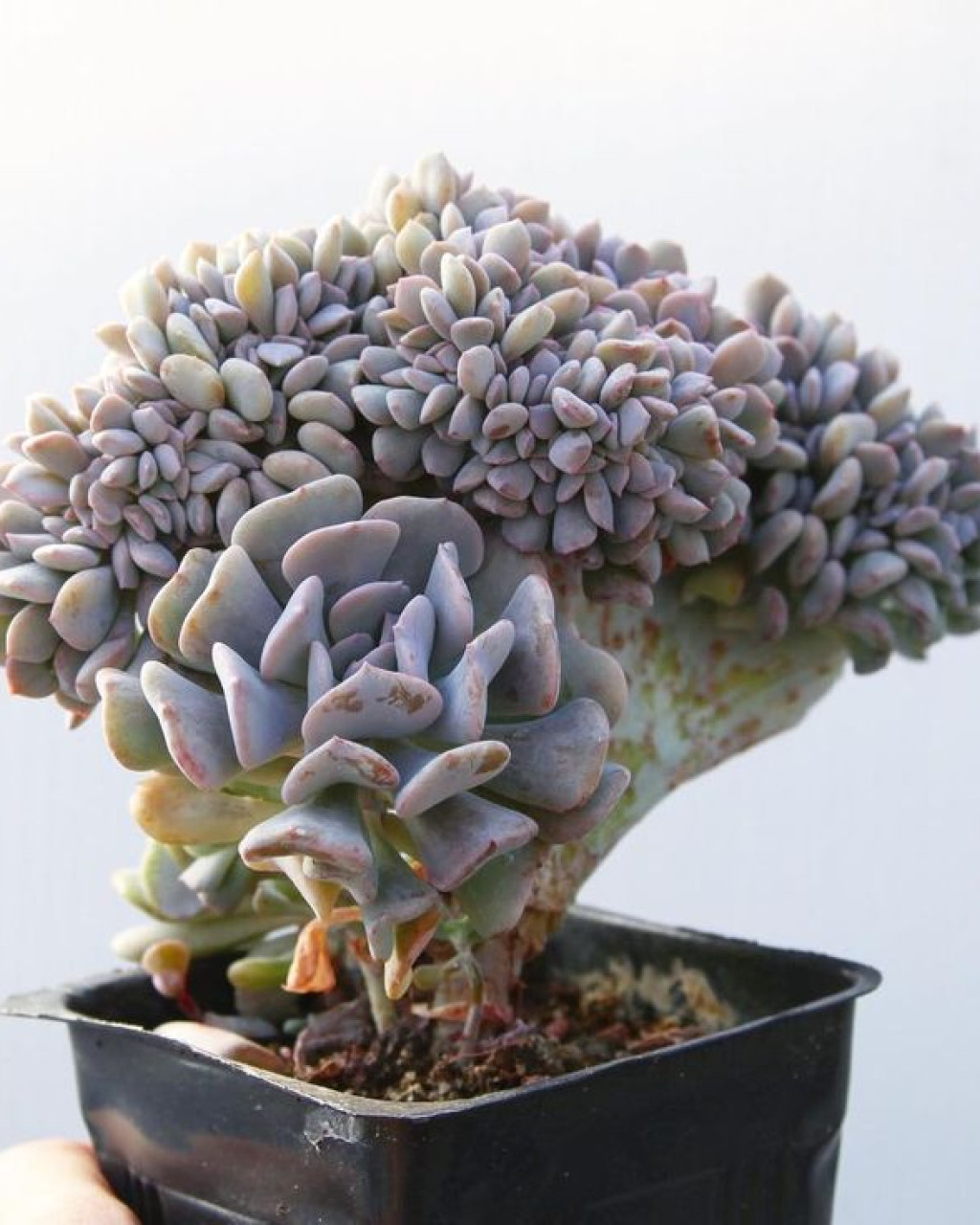 Echeveria 'Cubic Frost Cristata'