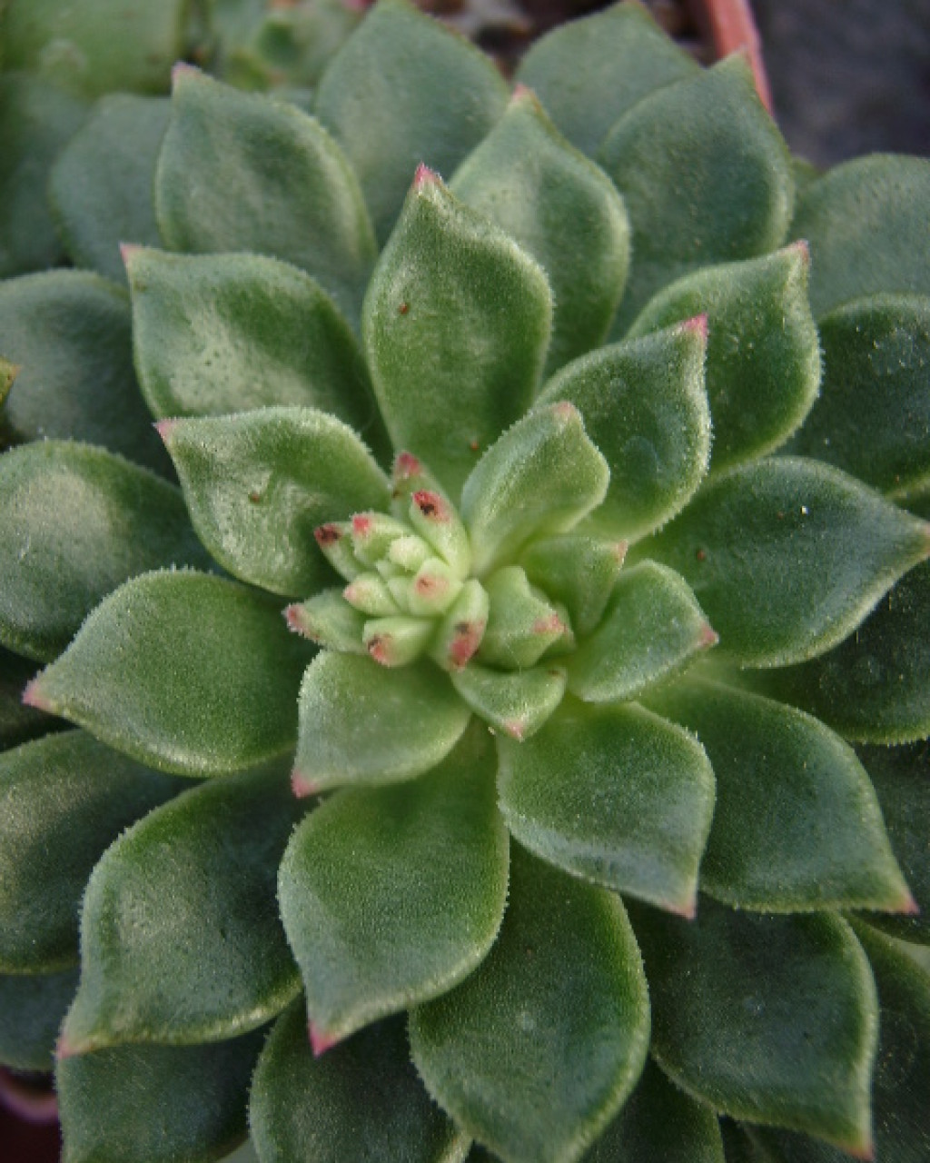 Echeveria cuencaensis