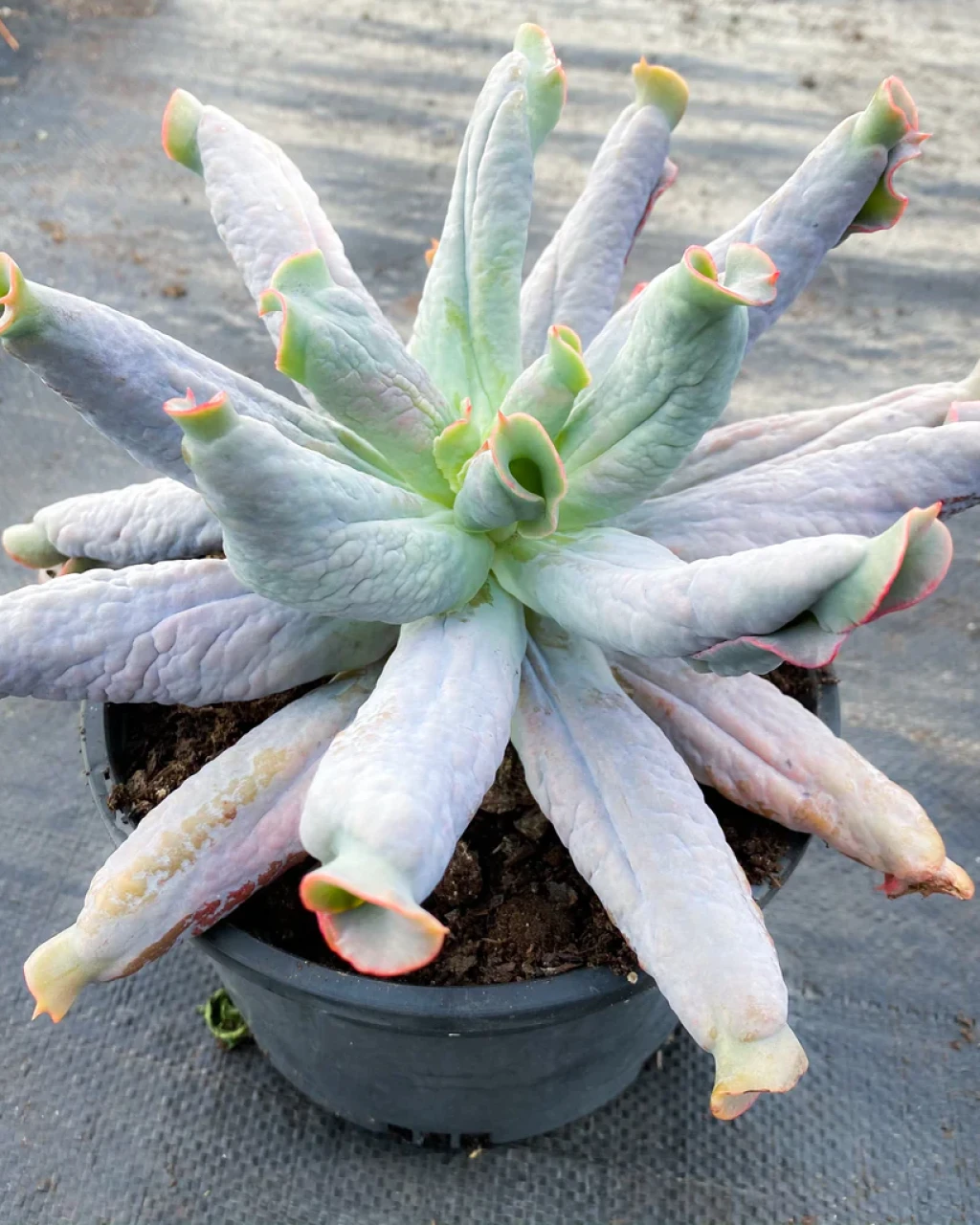 Echeveria 'Culibra'