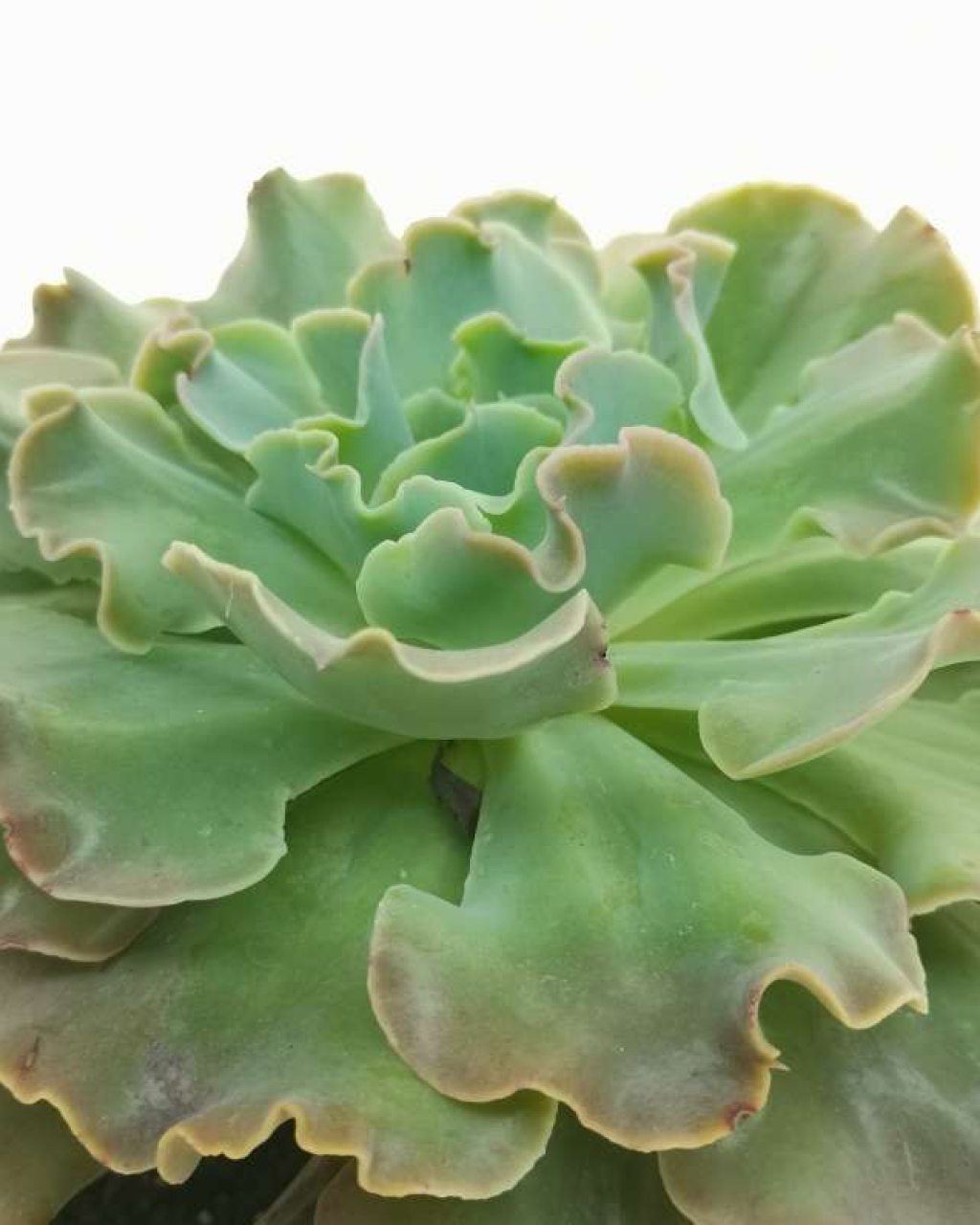 Echeveria 'Curly Locks'